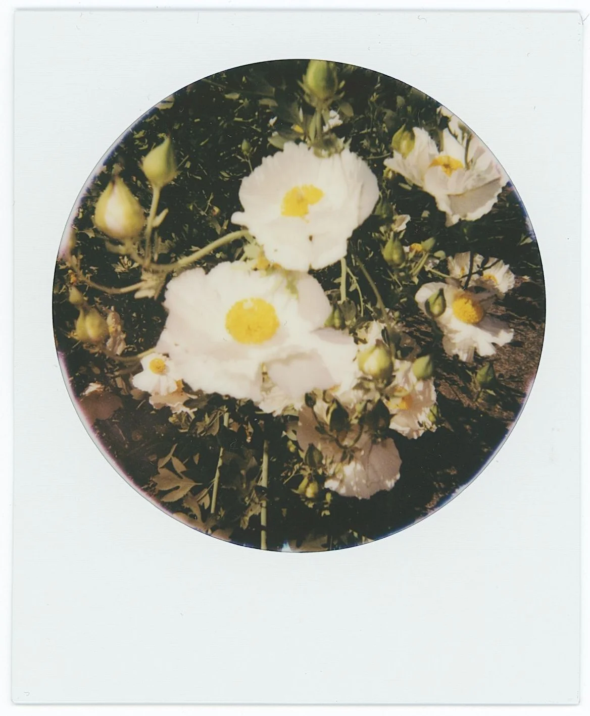 anemone polaroid.jpg
