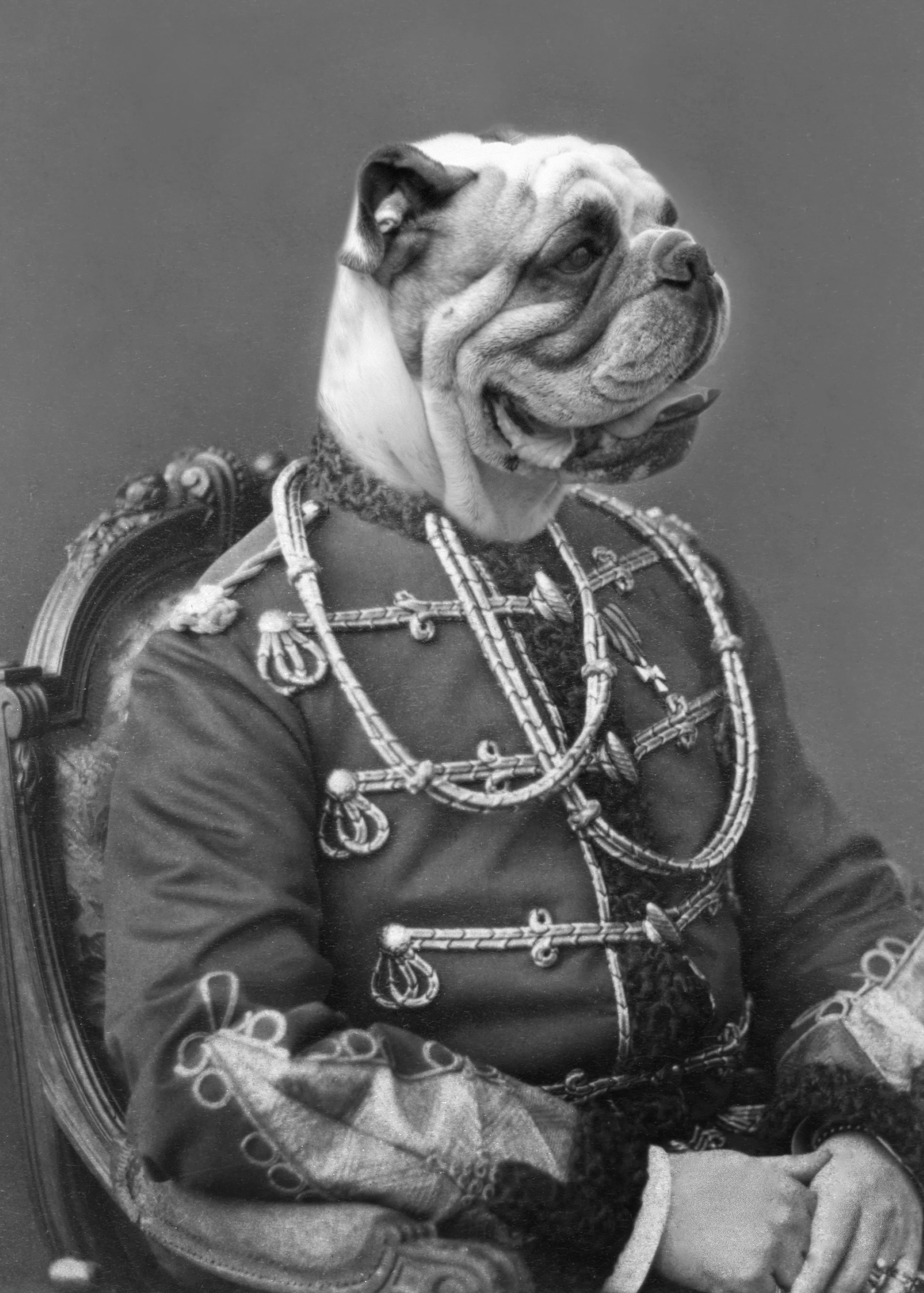 bulldog emperor-5x7.jpg