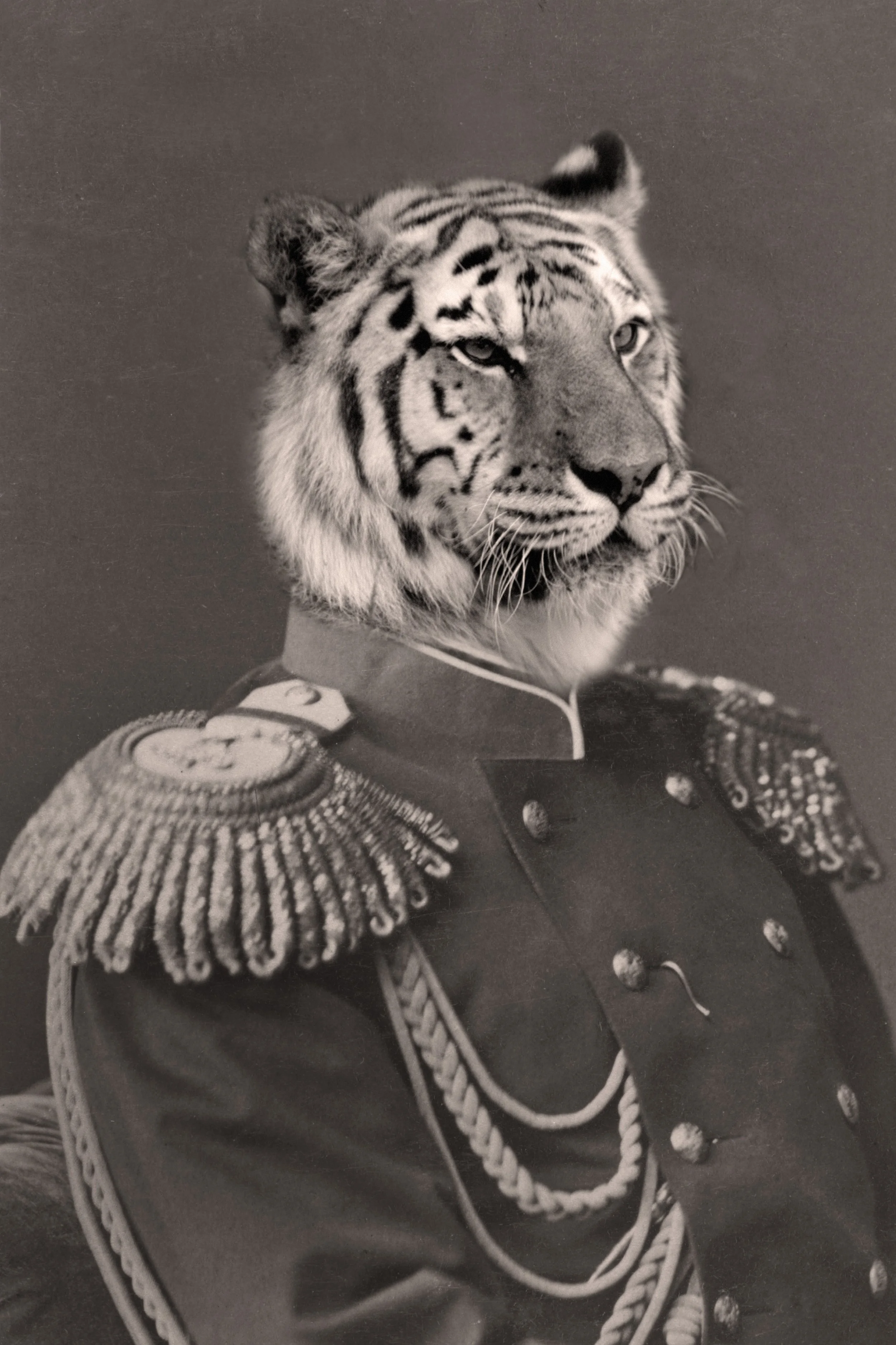 tiger general-4.jpg