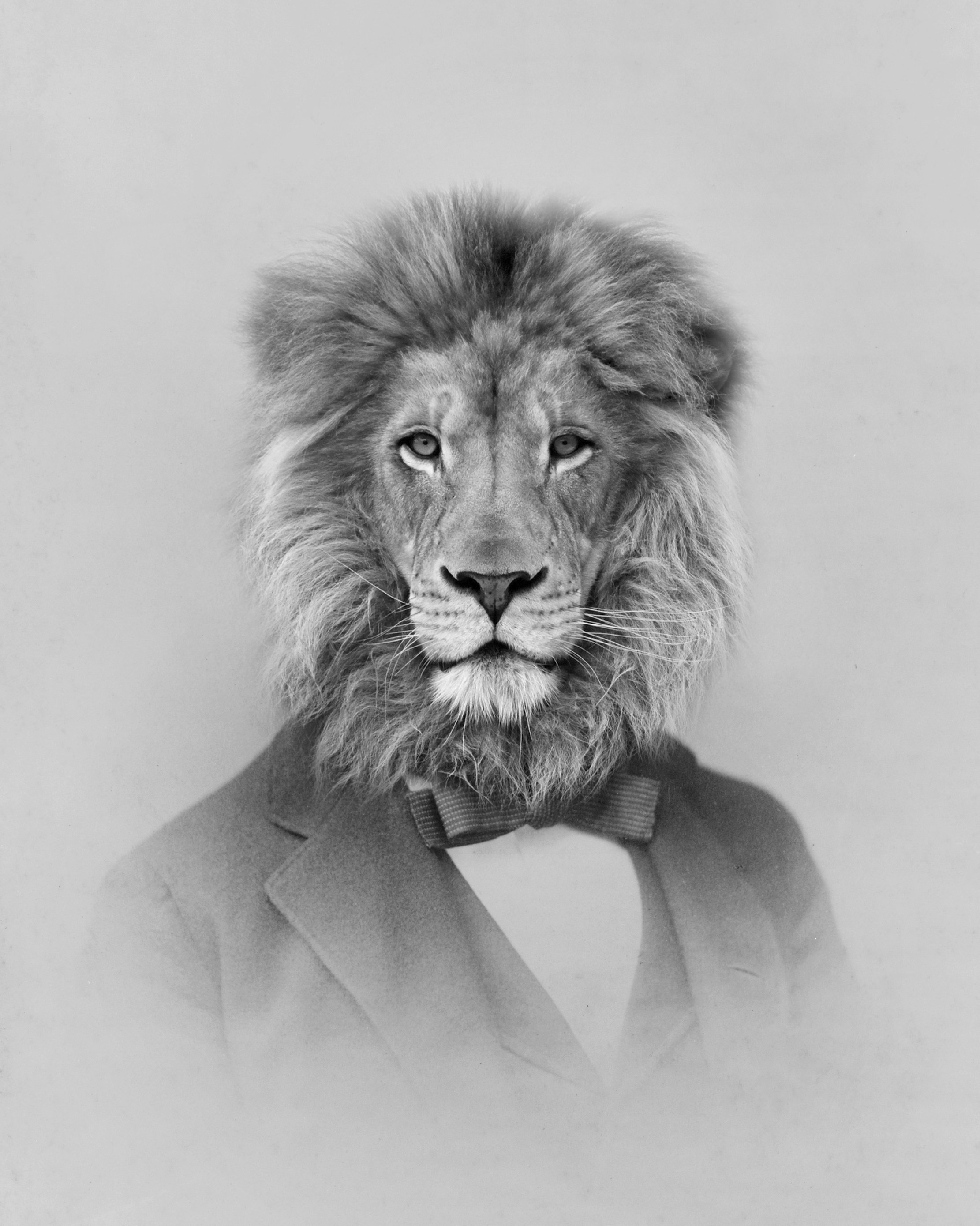 lion-8x10.jpg