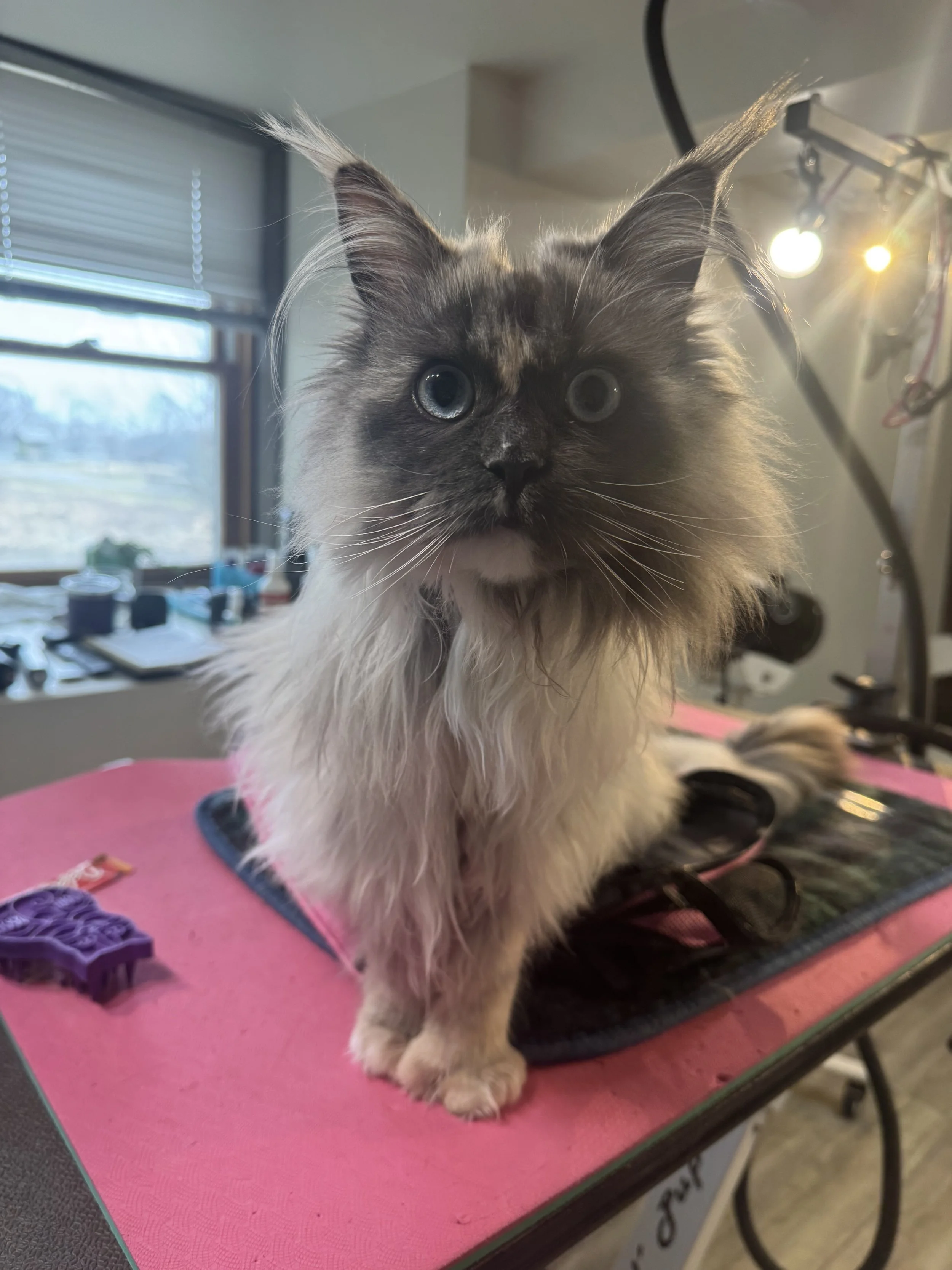A fluffy gray and white kitten with blue eyes standing on a pink grooming table indoors.