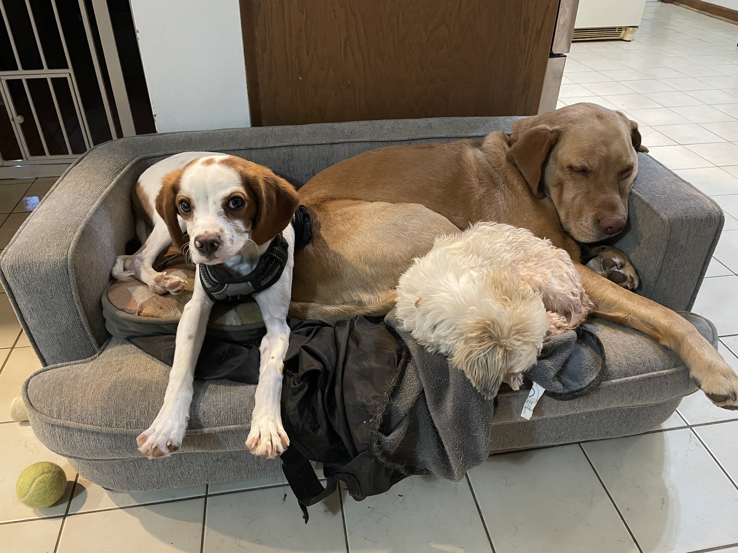 Three dogs resting on a gray sofa in a living room. One dog is lying down, another is sitting upright, and a third is curled up next to the sitting dog. There is a tennis ball on the tiled floor near the sofa.