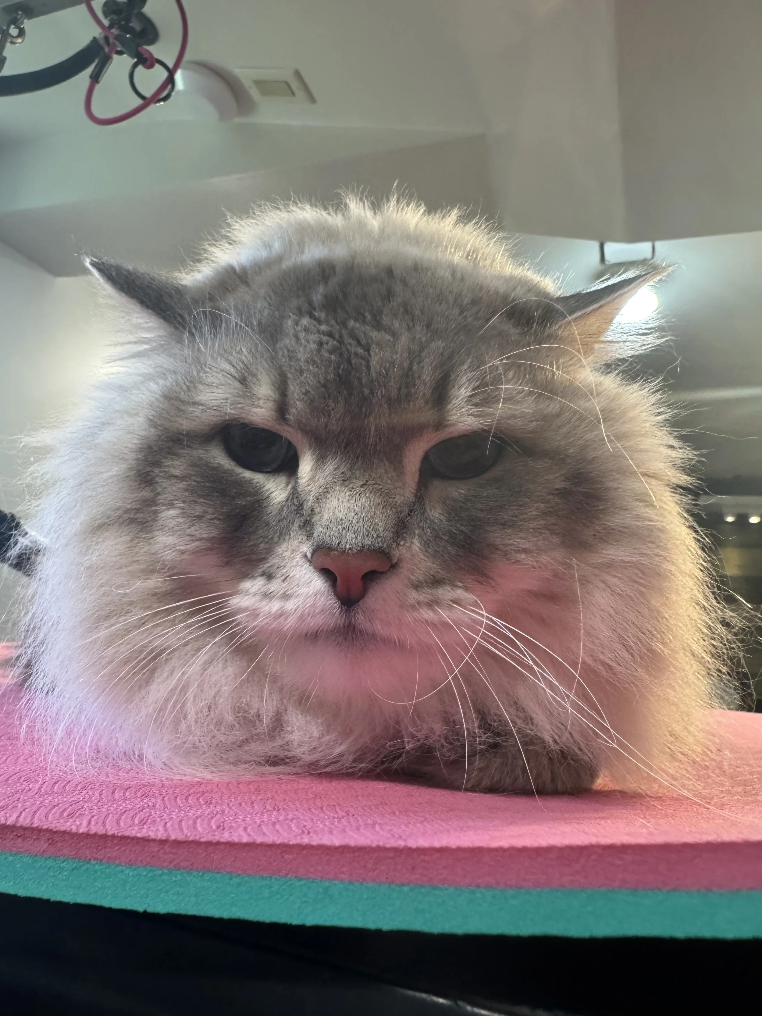 A fluffy gray and white cat resting on a pink surface, looking directly at the camera with slightly squinted eyes.