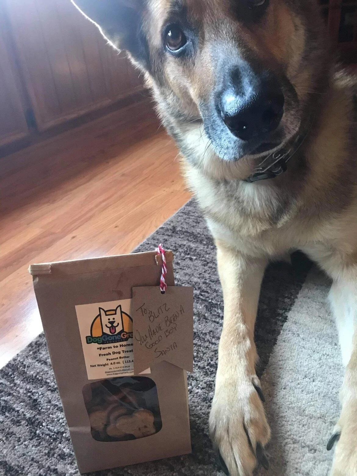 A dog, possibly a German Shepherd mix, sitting on a carpeted floor next to a cardboard box of Dog Gone Good dog treats, with a handwritten note saying, 'To Blitz, Stay More Better Good Boy, Sasta.'