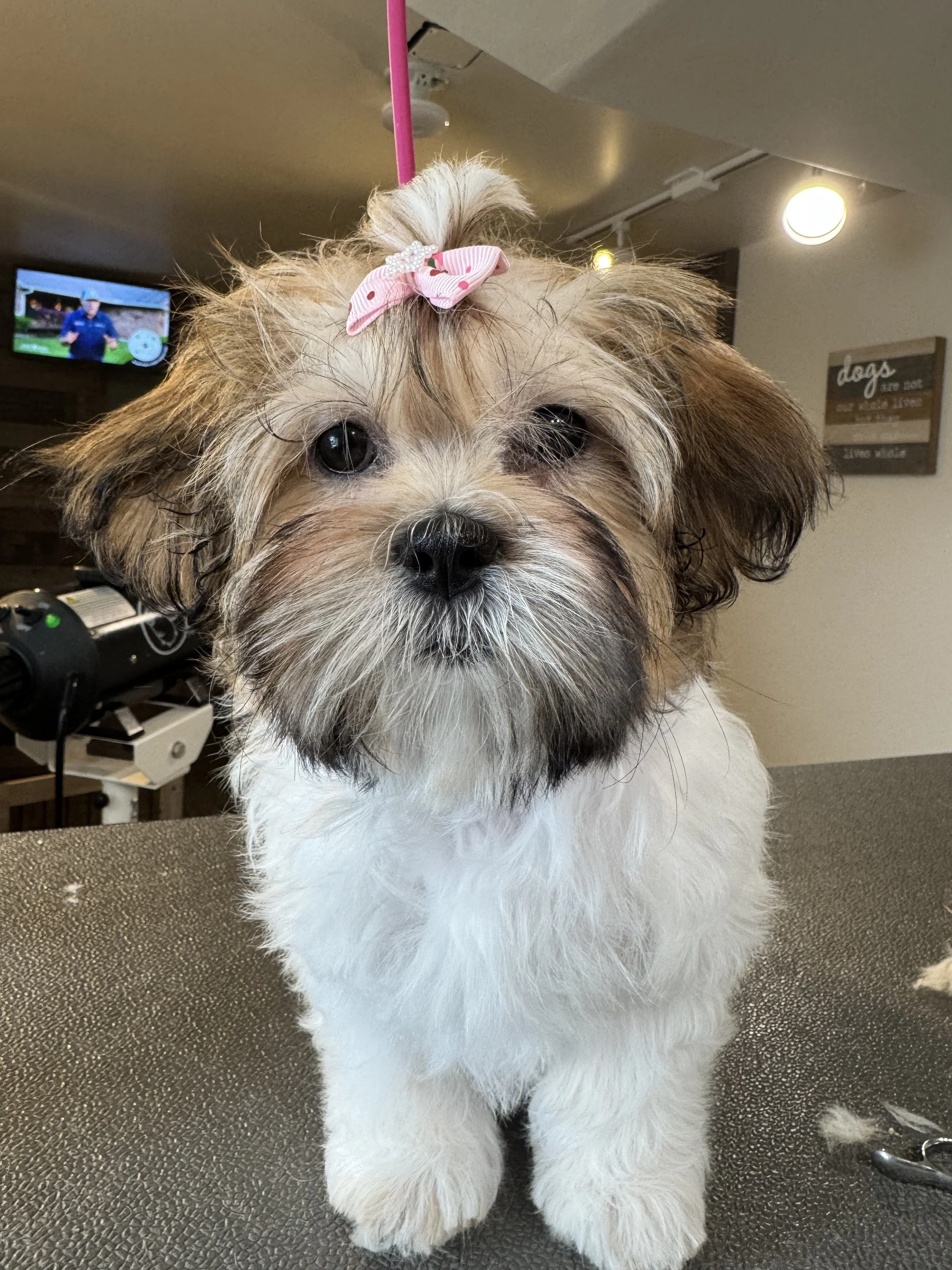 A cute puppy with a pink bow on its head, standing on a grooming table.