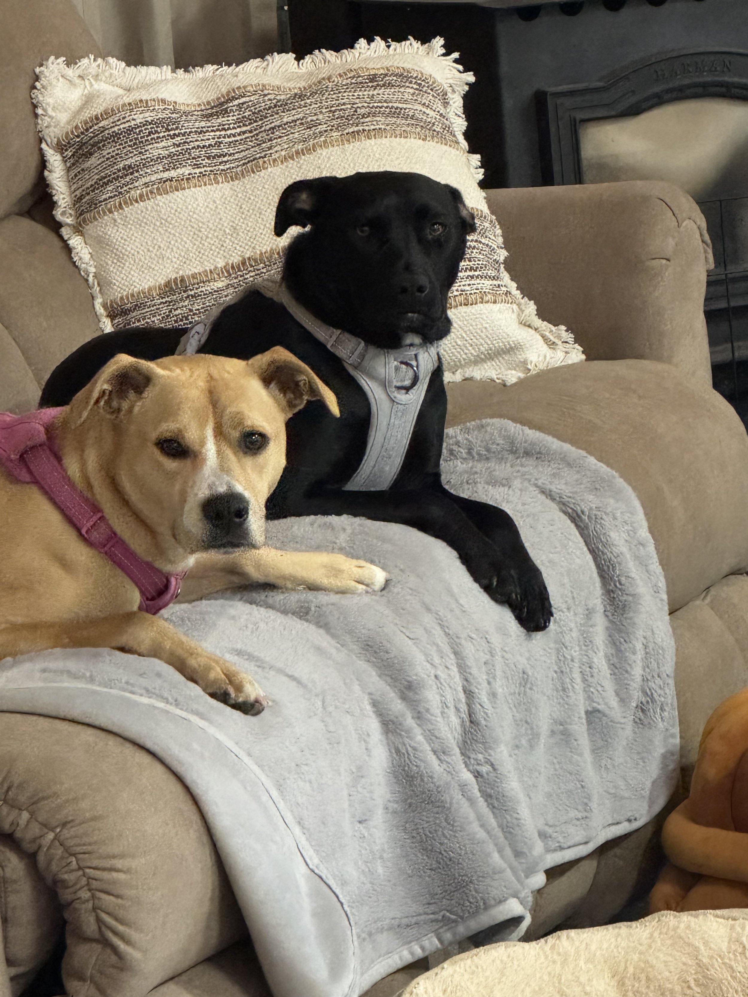 Two dogs resting on a beige couch, one tan and white with a pink harness, the other black with a grey harness, with a pillow and a fireplace visible in the background.