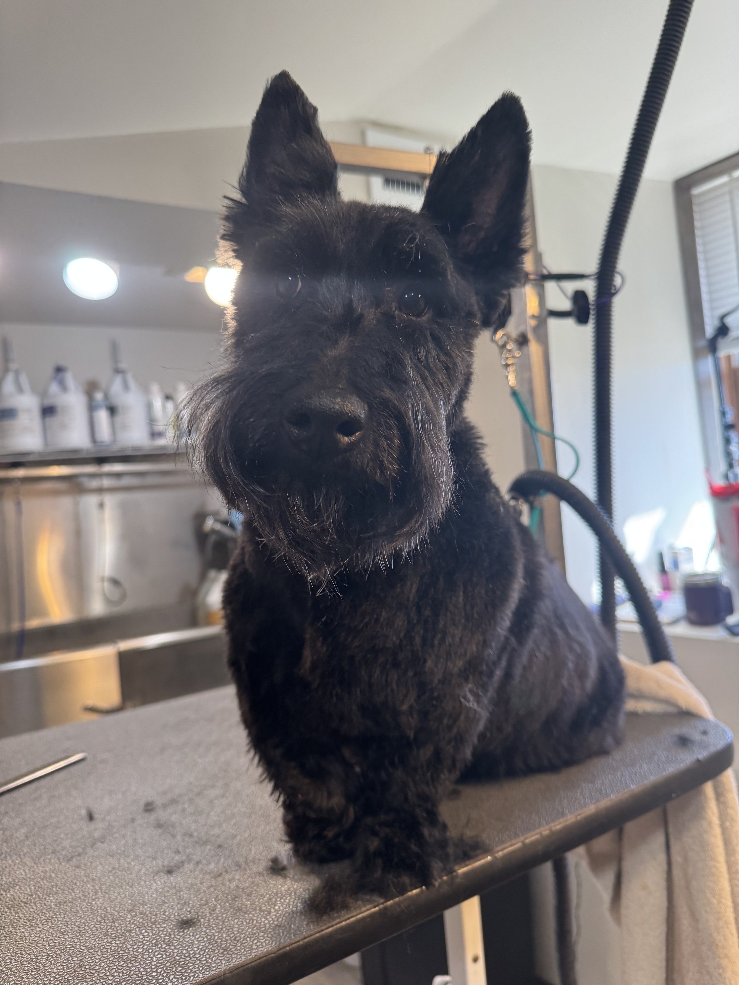 Black Scottish Terrier dog sitting on grooming table at a pet grooming salon.