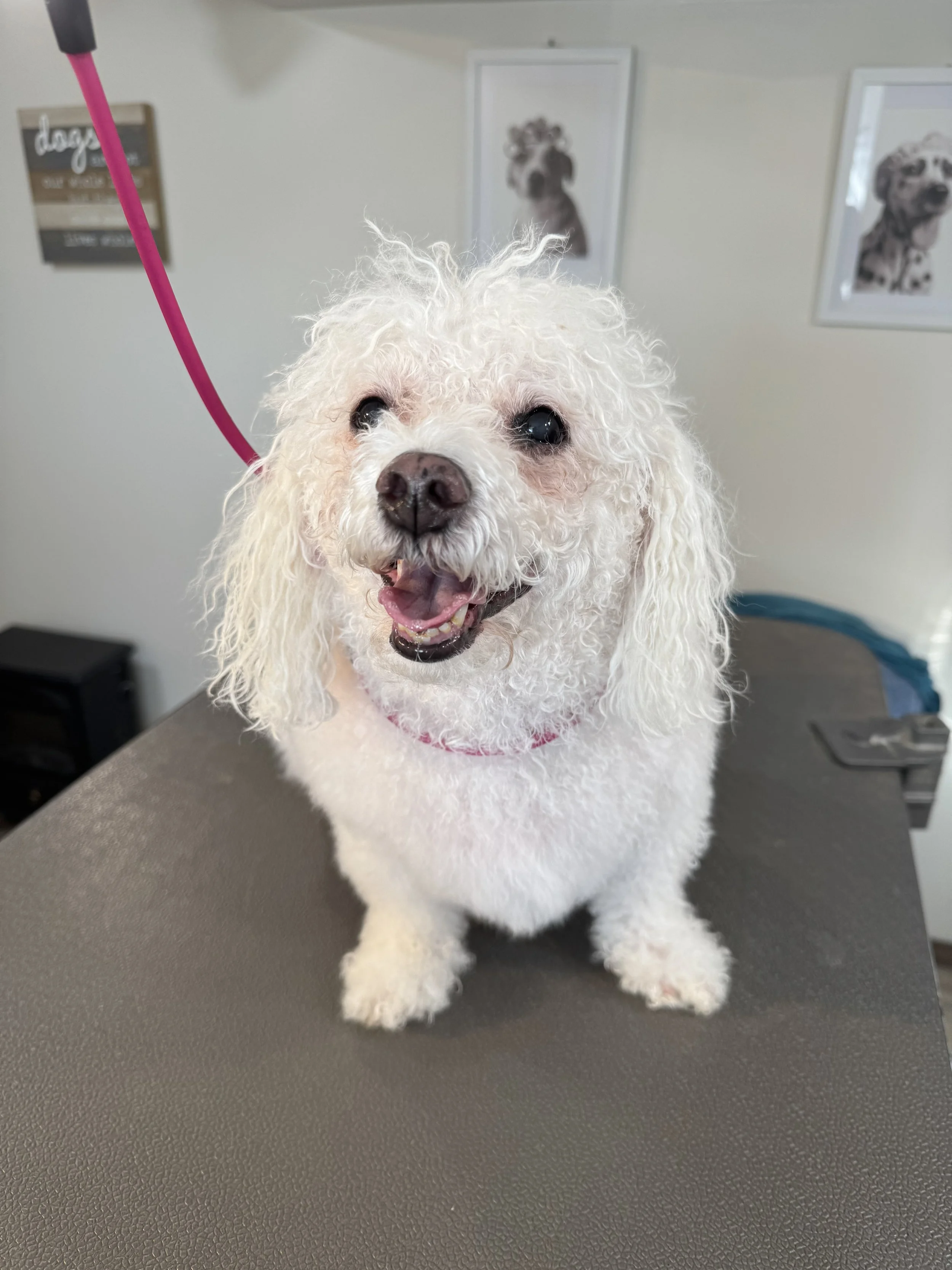 A happy white curly-haired dog sitting on a grooming table with a pink leash attached, looking at the camera with an open mouth.