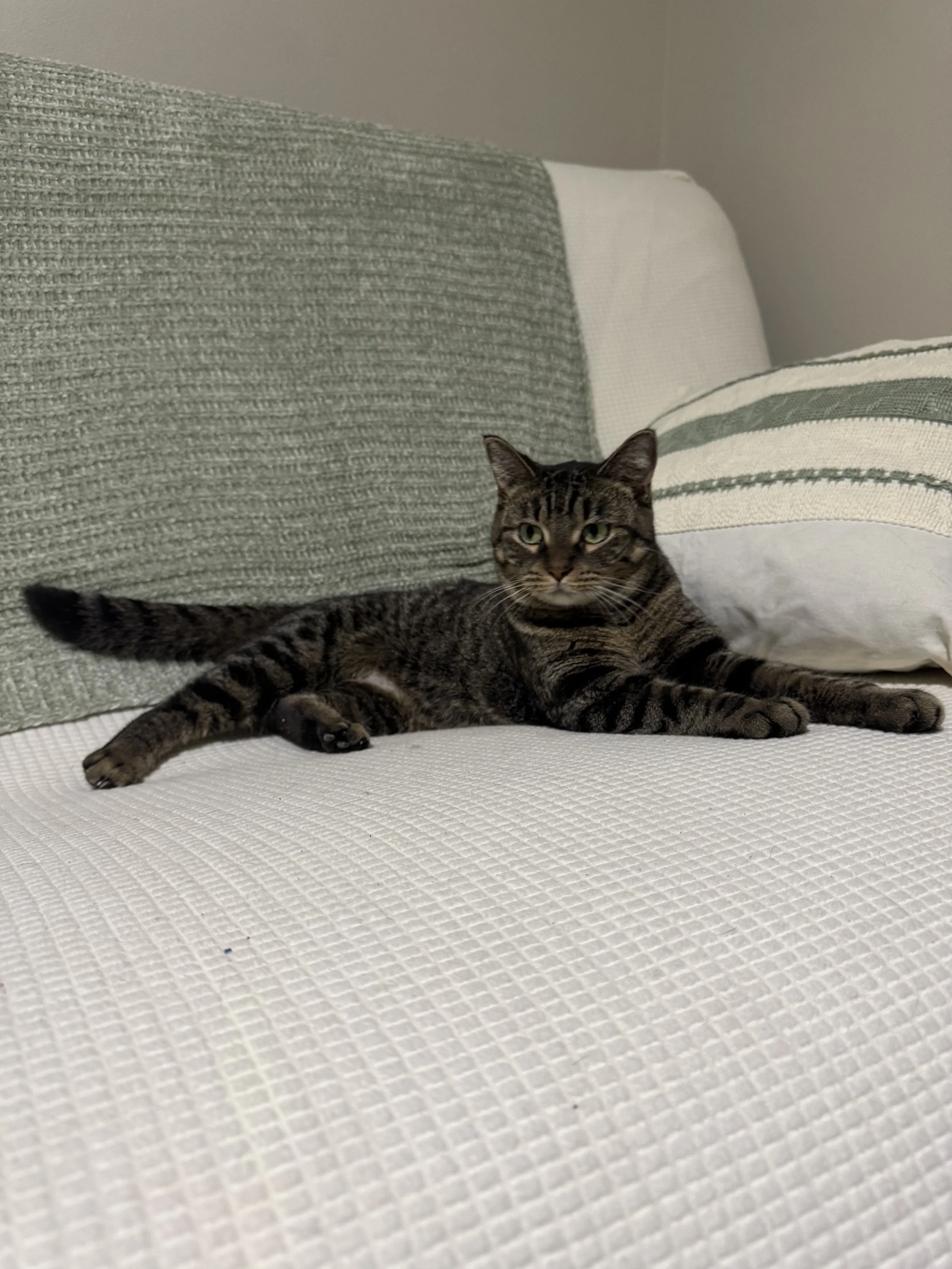 A tabby cat lying on a white textured bedspread with pillows behind it, one green and white striped and one solid white.