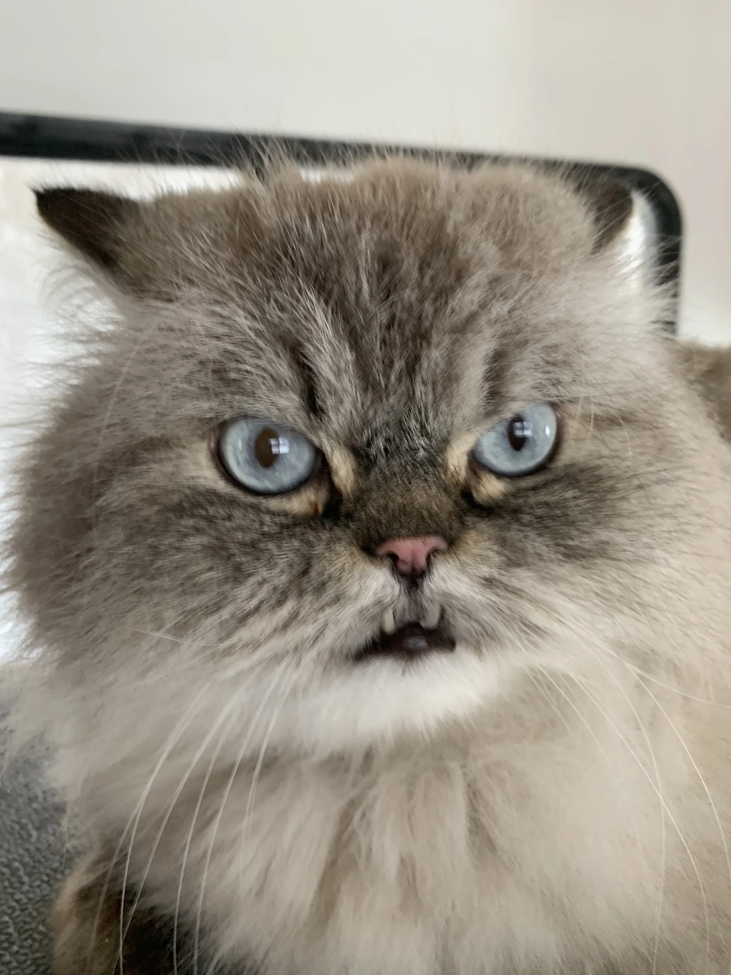 Close-up of a fluffy cat with blue eyes, a pink nose, and a slightly open mouth, showing its small teeth.