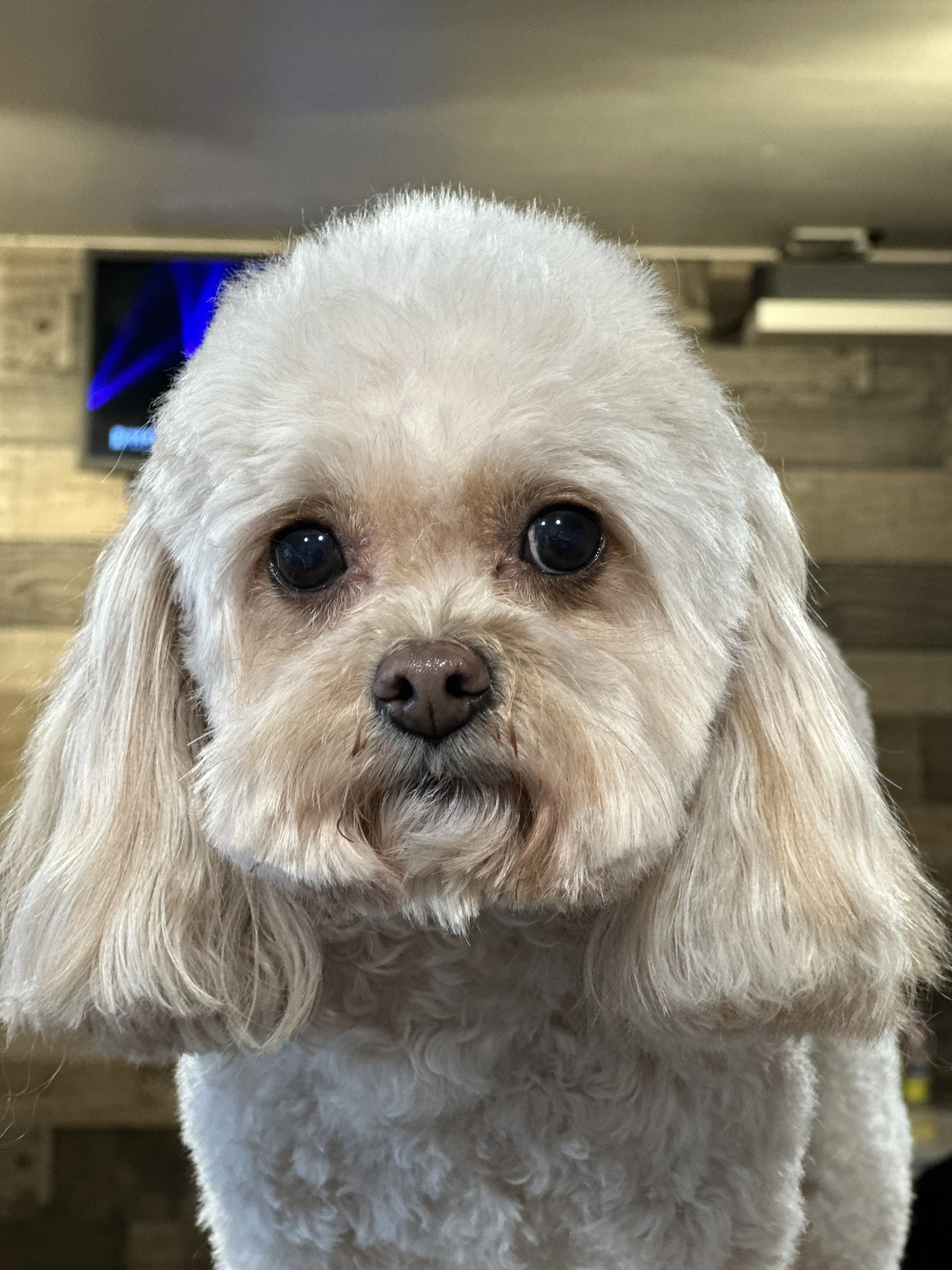 Close-up of a small, cream-colored dog with long floppy ears and dark eyes, indoors with a blurred background.