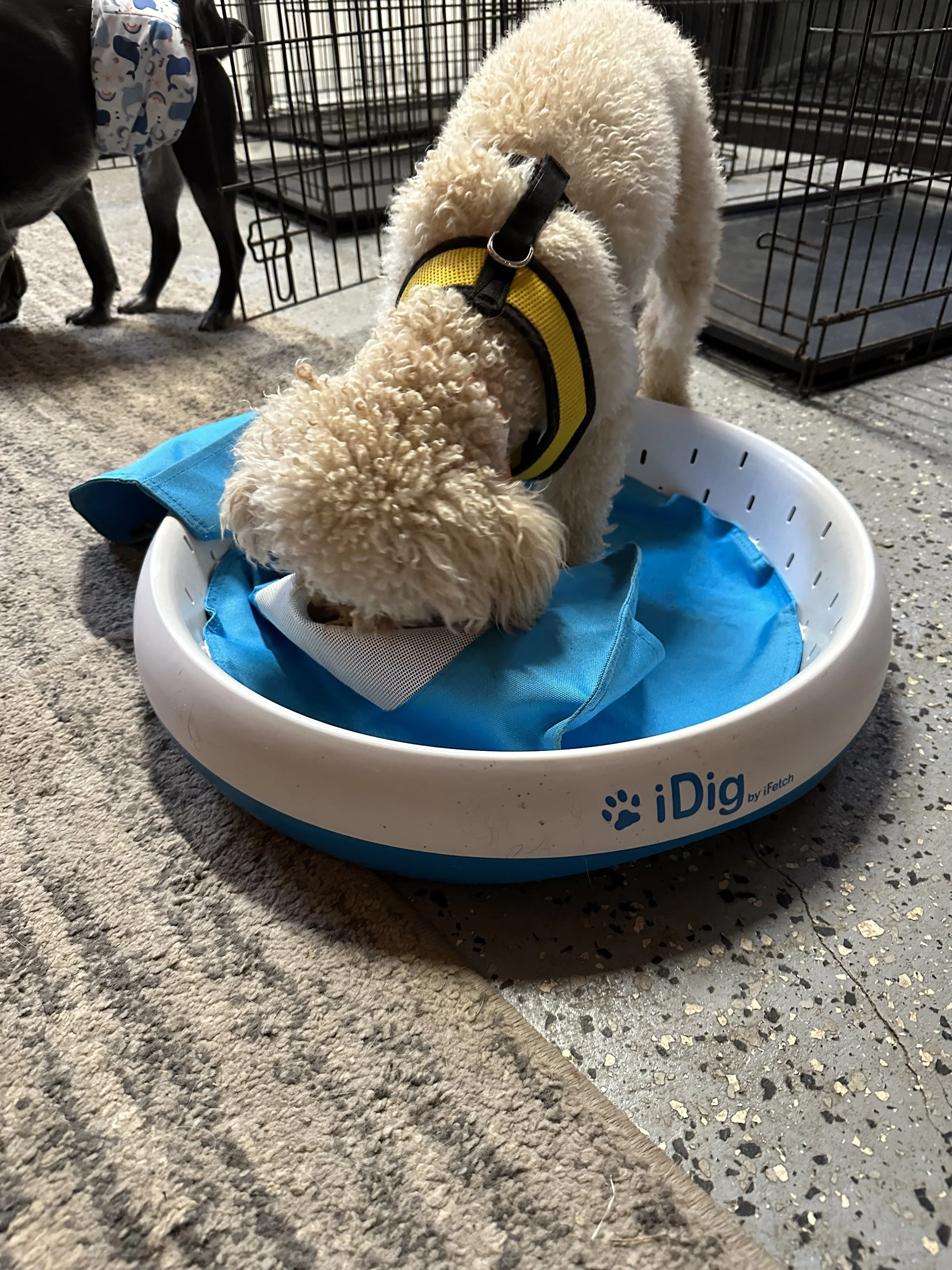 A curly-haired puppy in a yellow collar eating or sniffing in a blue and white dog bed labeled 'iDig' inside a kennel.