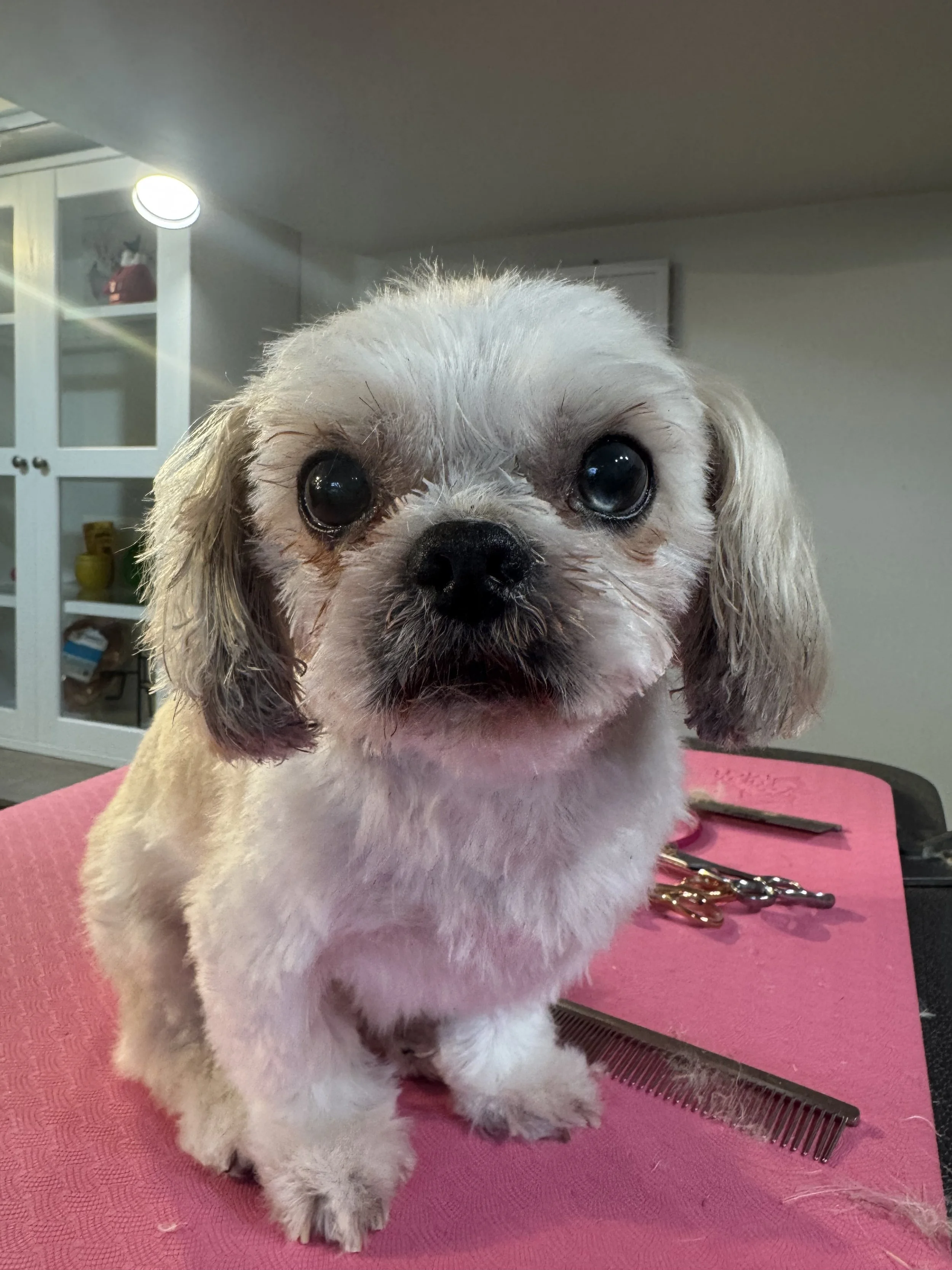 Close-up of a small, fluffy dog with a white and gray coat, sitting on a pink grooming table in a grooming salon, with grooming tools behind it.