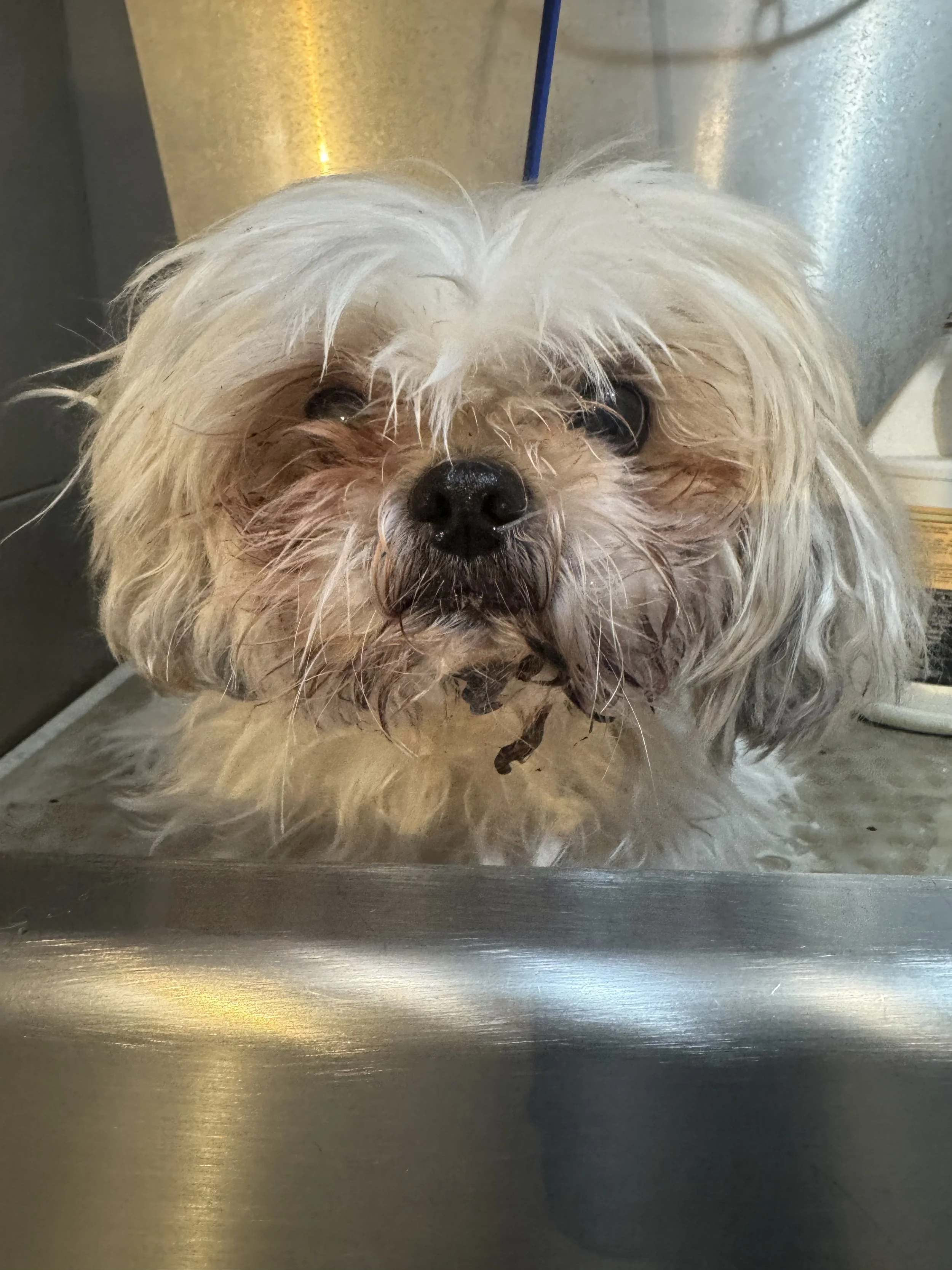 Small dog with long, curly, white fur in a bathtub with soapy water.