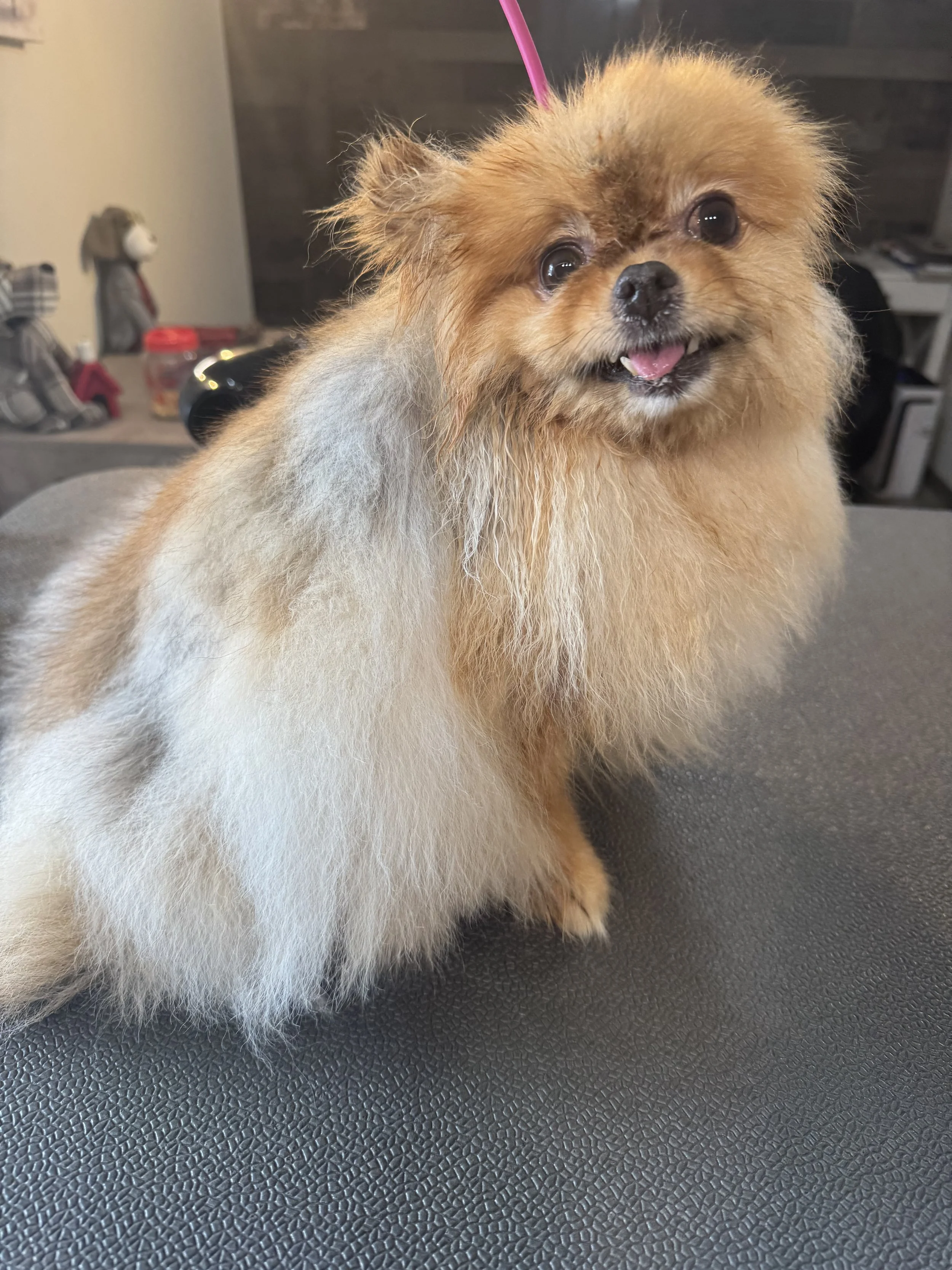 A small fluffy Pomeranian dog with tan and cream fur, tongue slightly out, sitting on a grooming table.