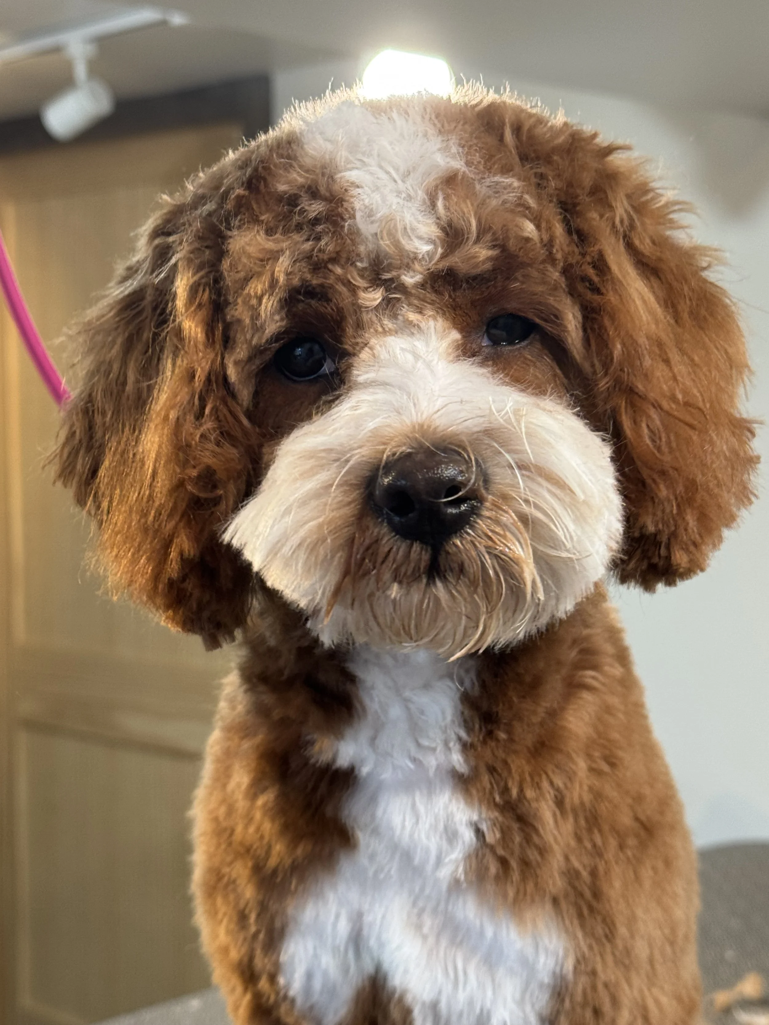 Close-up of a cute brown and white puppy with floppy ears and dark eyes, sitting indoors.