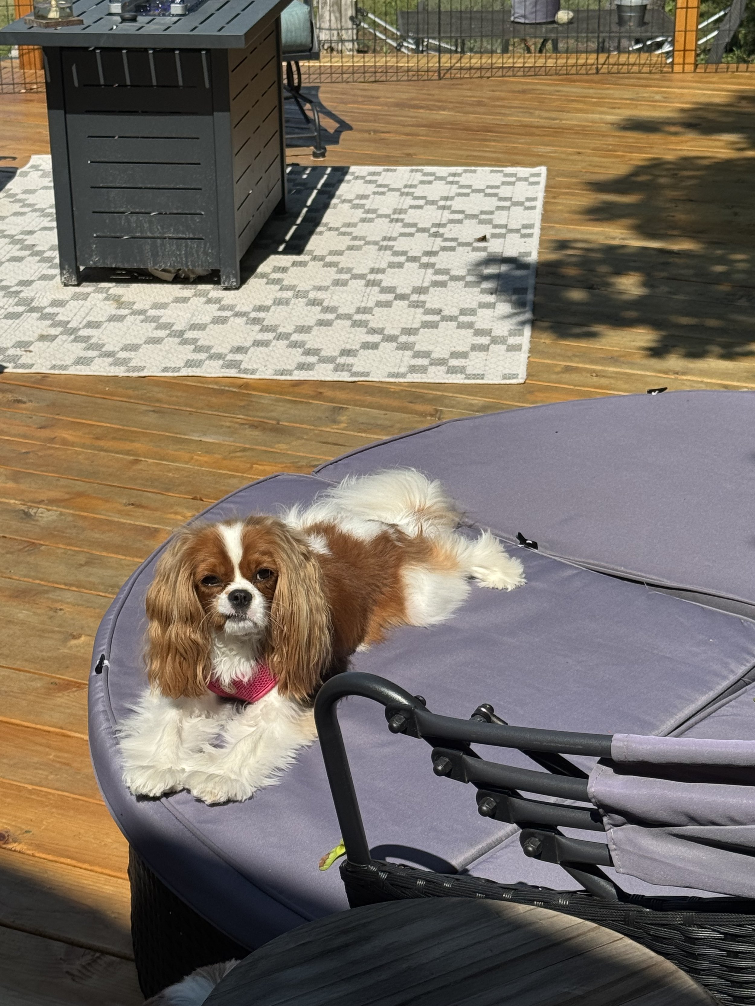 Pet Sitting in Germantown Wisconsin