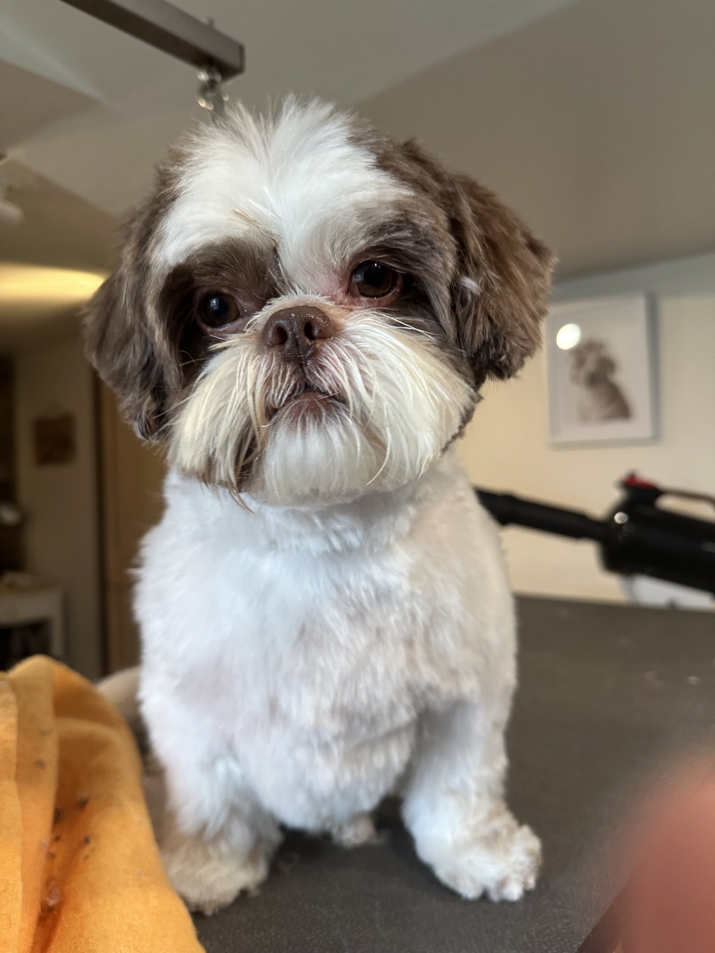 Close-up of a small, fluffy Shih Tzu dog with white and brown fur sitting indoors.