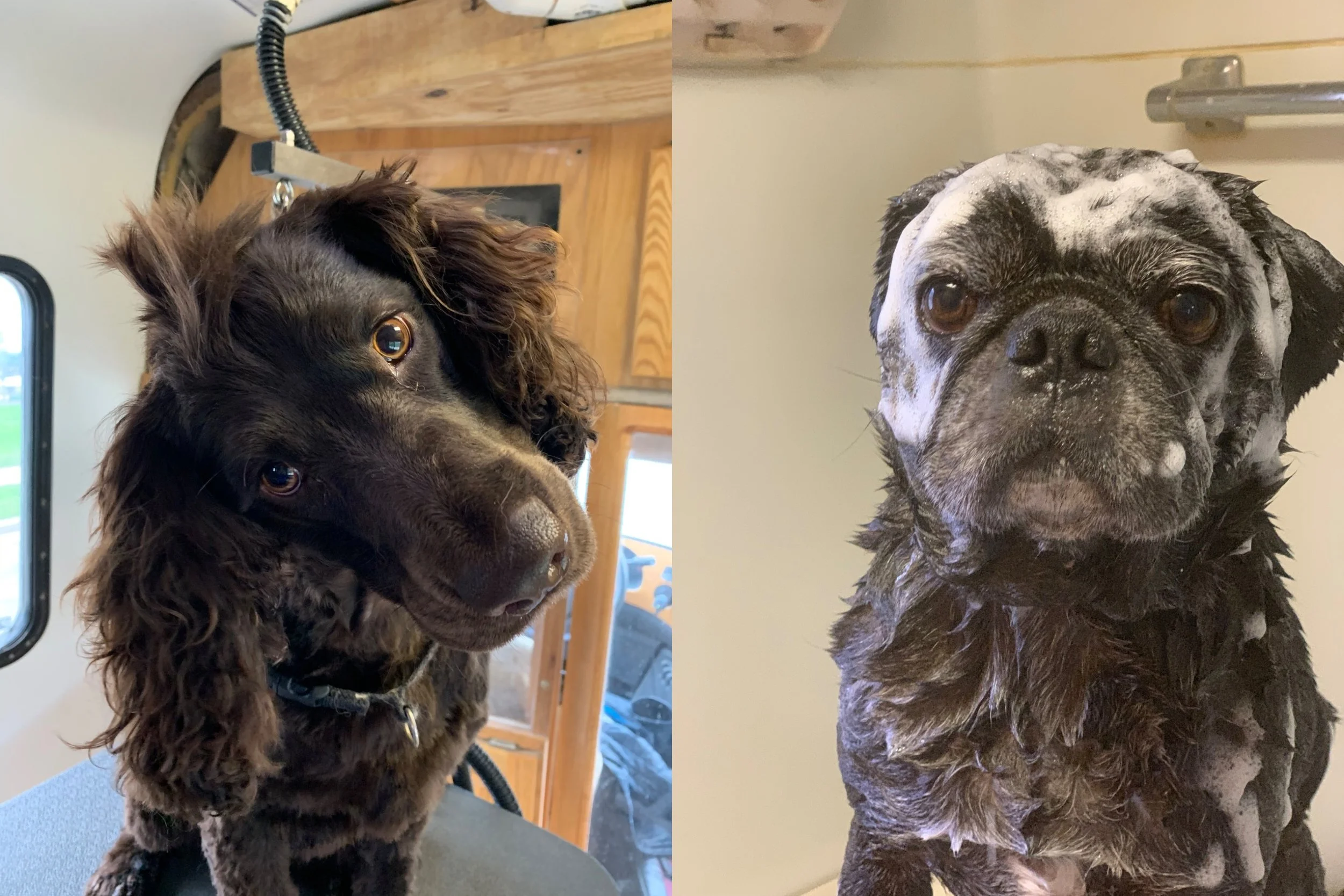 A side-by-side comparison of two dogs, one is a brown, long-eared dog with curly fur, and the other is a black and white pug covered in soap suds.