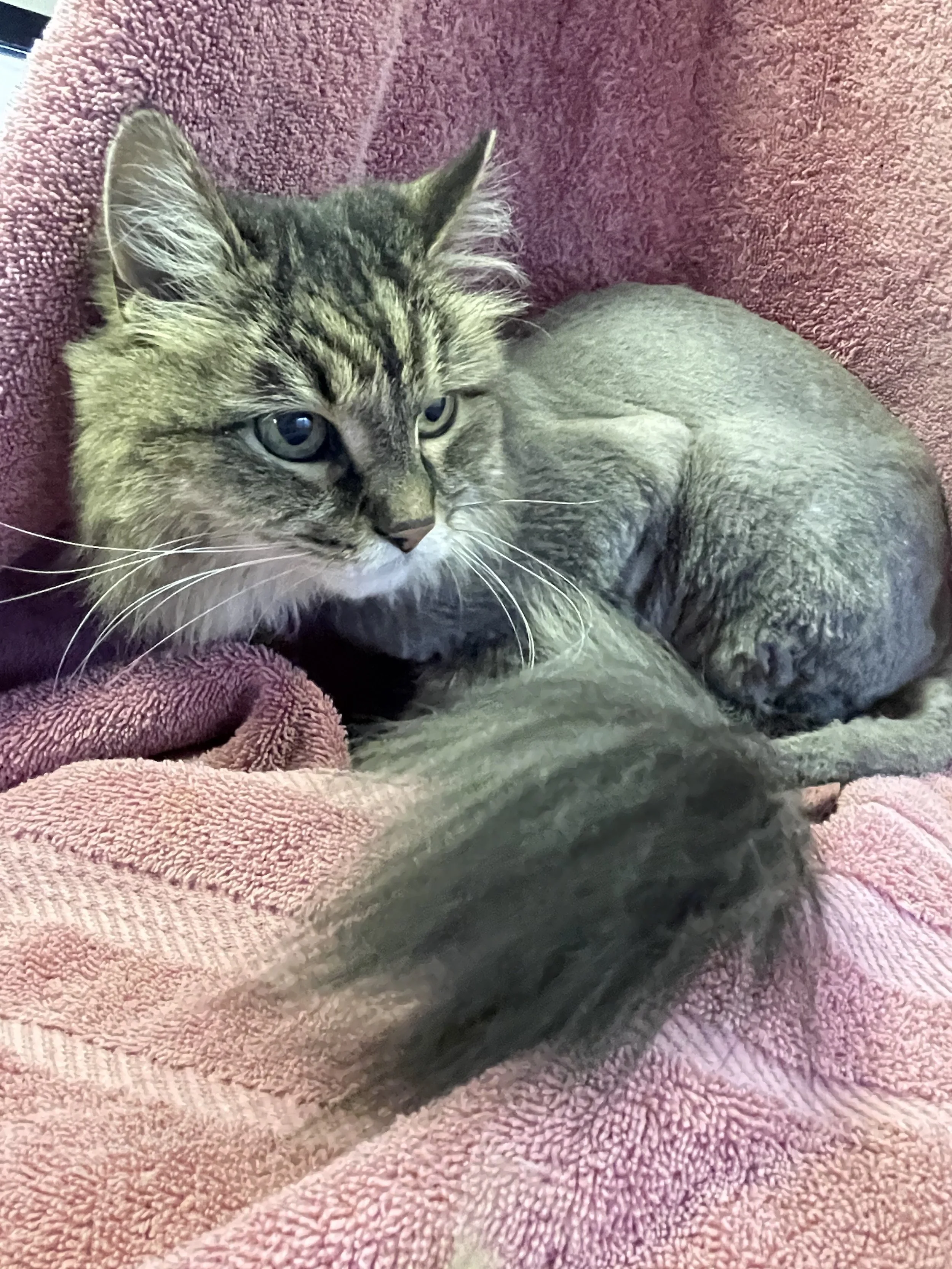 A tabby cat with blue eyes lying on a pink textured blanket, looking to the left.