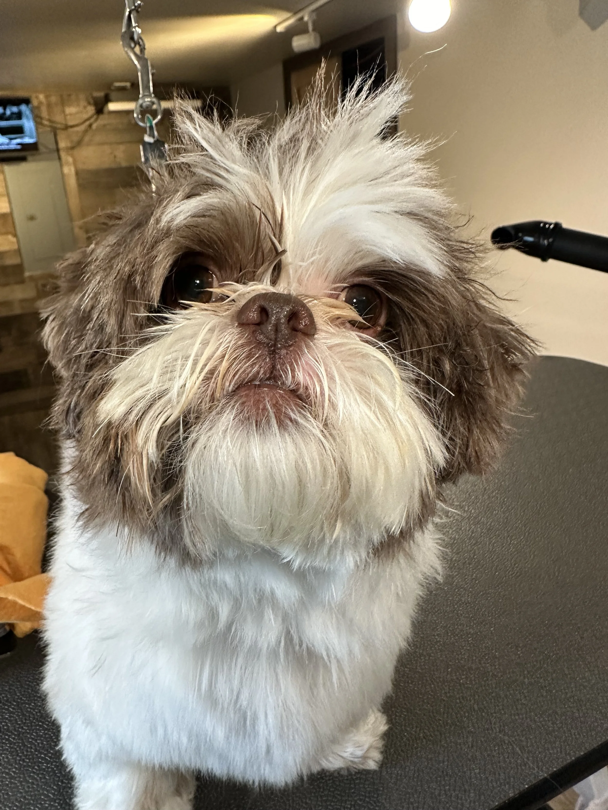 A small dog with brown and white fur, wet with fur sticking up, stands on a grooming table in a grooming salon.