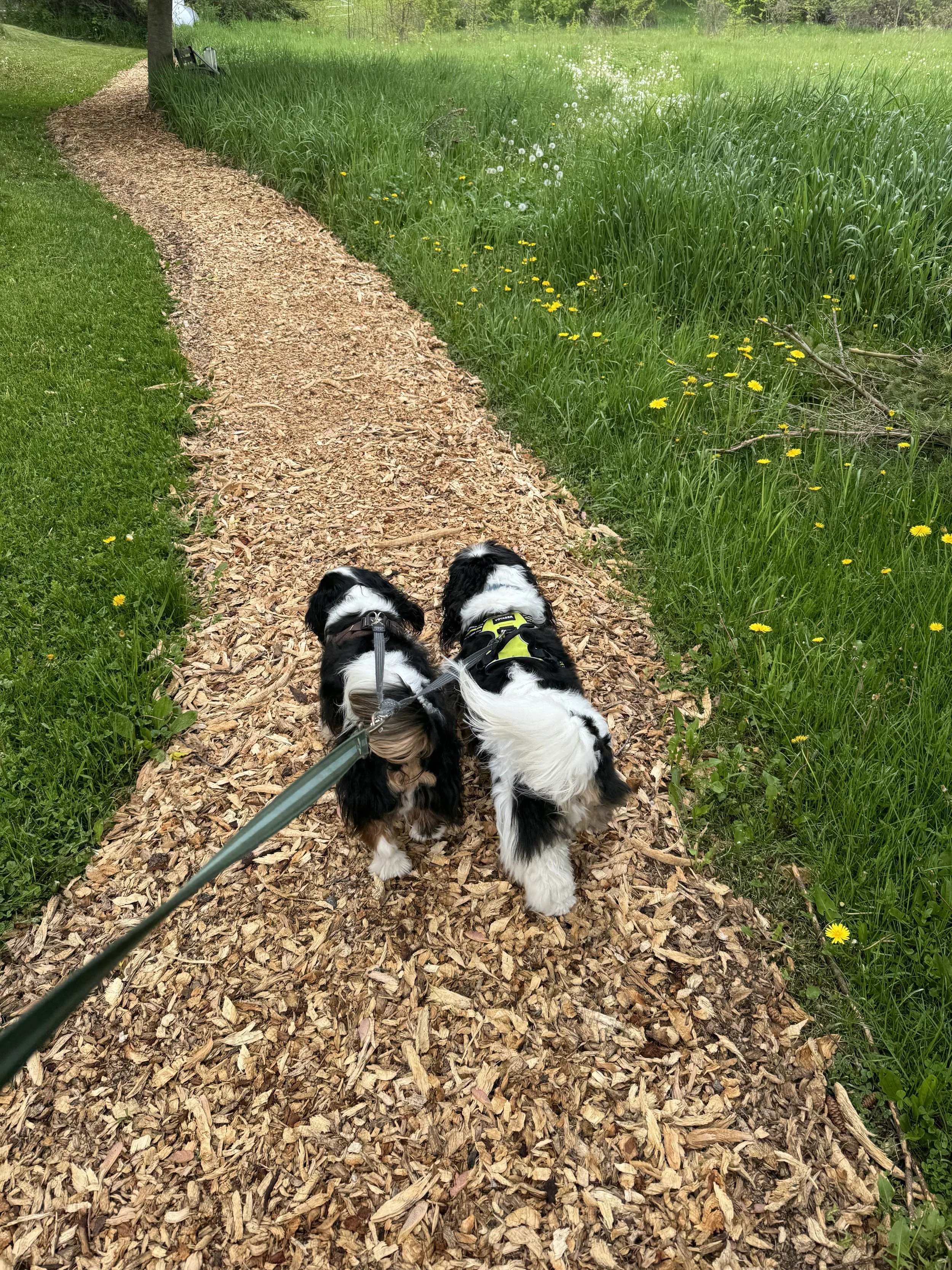 Two black and white dogs walking on a leaf-covered path in a green park with grass and yellow flowers.