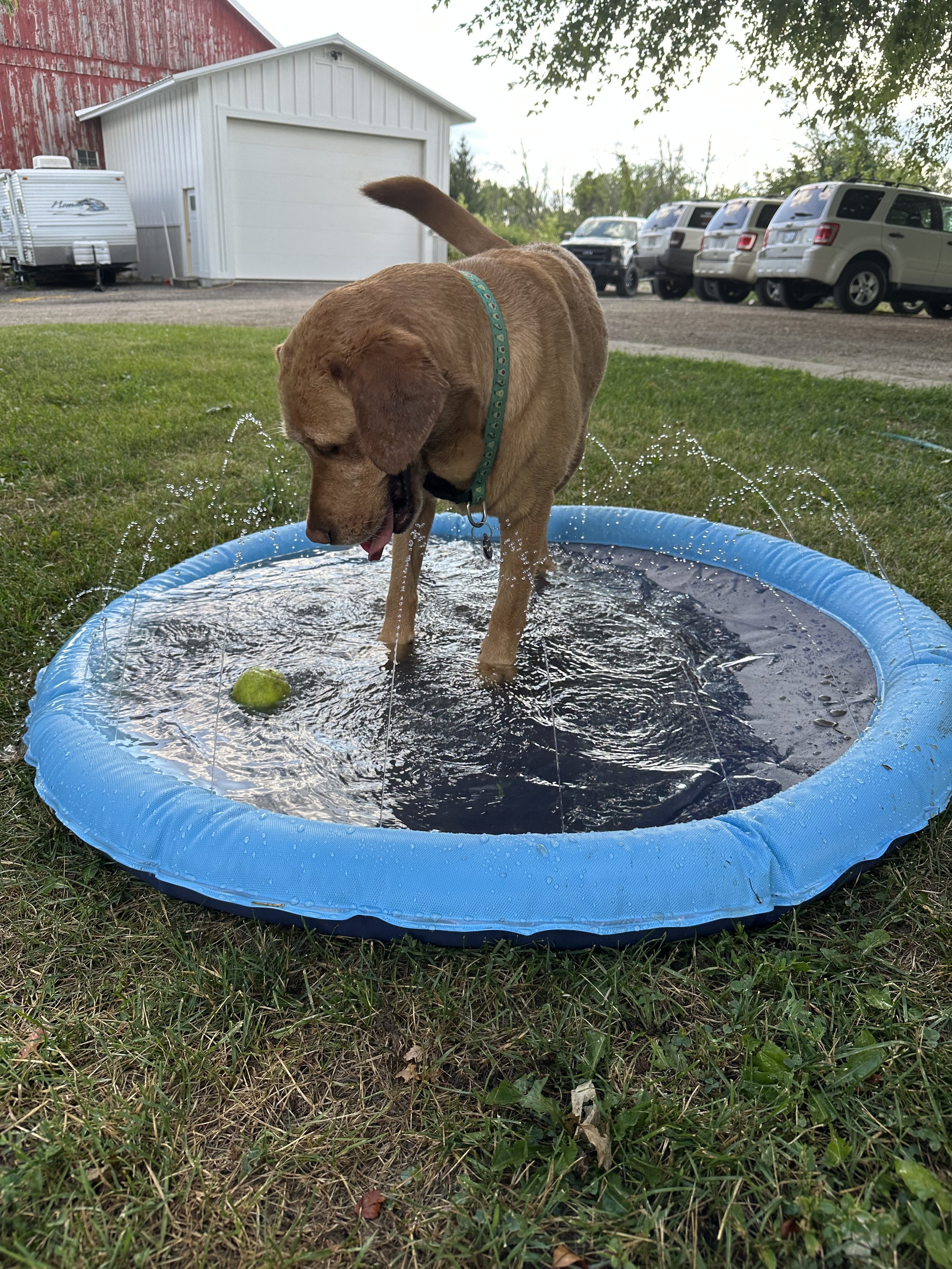 A brown dog standing in a small inflatable pool with water and a tennis ball inside, outdoors on a grassy area with parked cars and a barn in the background.