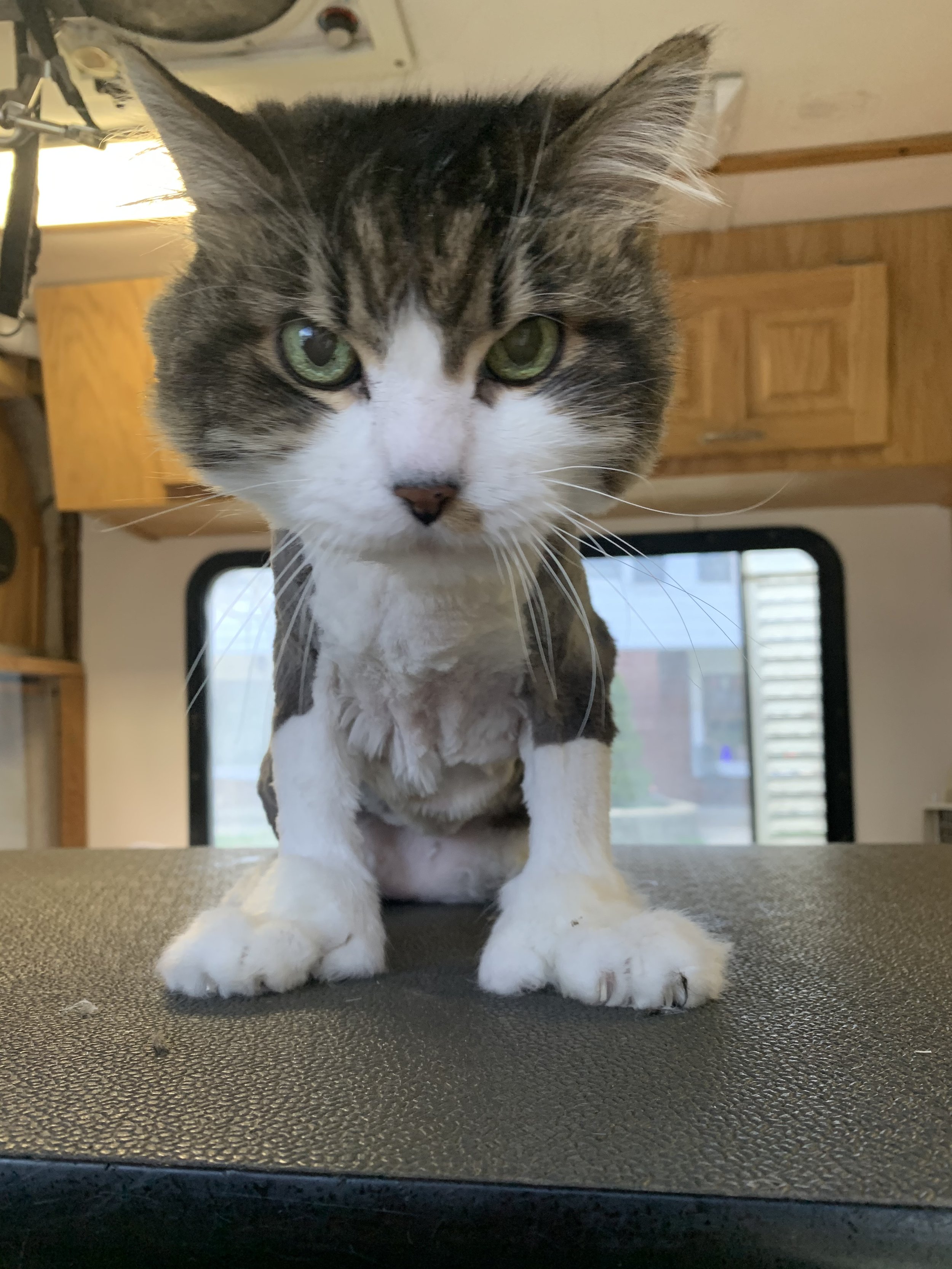 A close-up of a tabby and white cat with green eyes, sitting on a textured surface inside a vehicle or trailer with wooden cabinets and a window in the background.