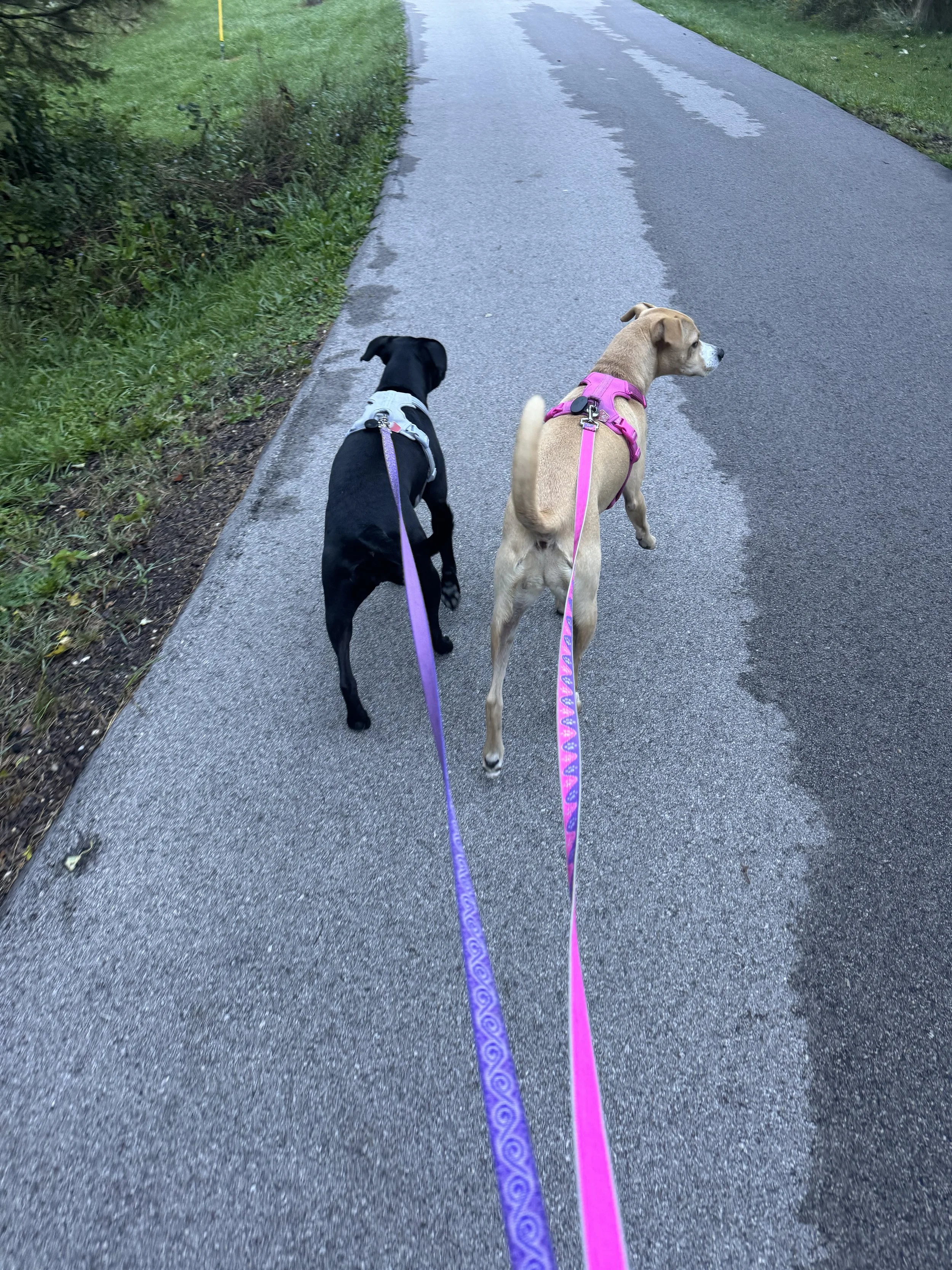 Two dogs on a walk, one black and white and the other tan, on leashes, walking on a wet paved path with green grass and bushes on the sides.