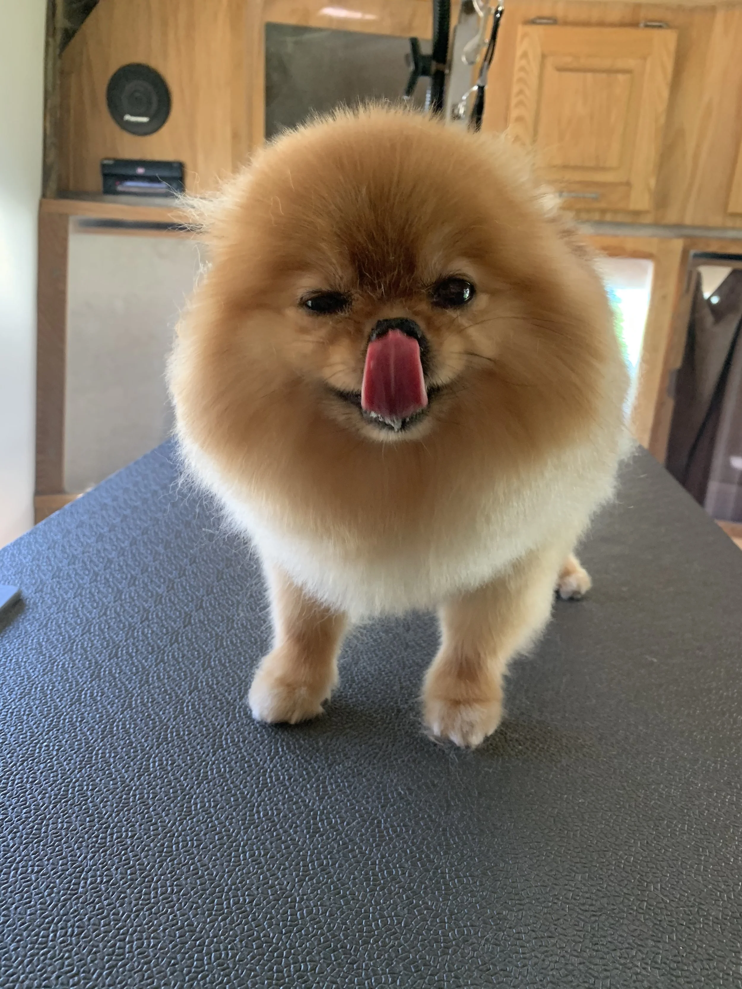 A small fluffy dog with tan fur standing on a black textured surface, licking its nose, in a room with wooden cabinets and shelves in the background.