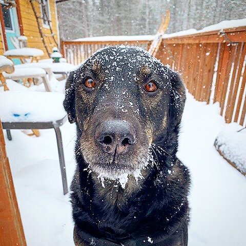 Here&rsquo;s to our furry visitors. ❤️ From @kdthor. So heart warming to see photos of our visitors, in all seasons. So hard to find words too it&rsquo;s been almost a year of our very changed lives as I think about guests coming in March (and April)