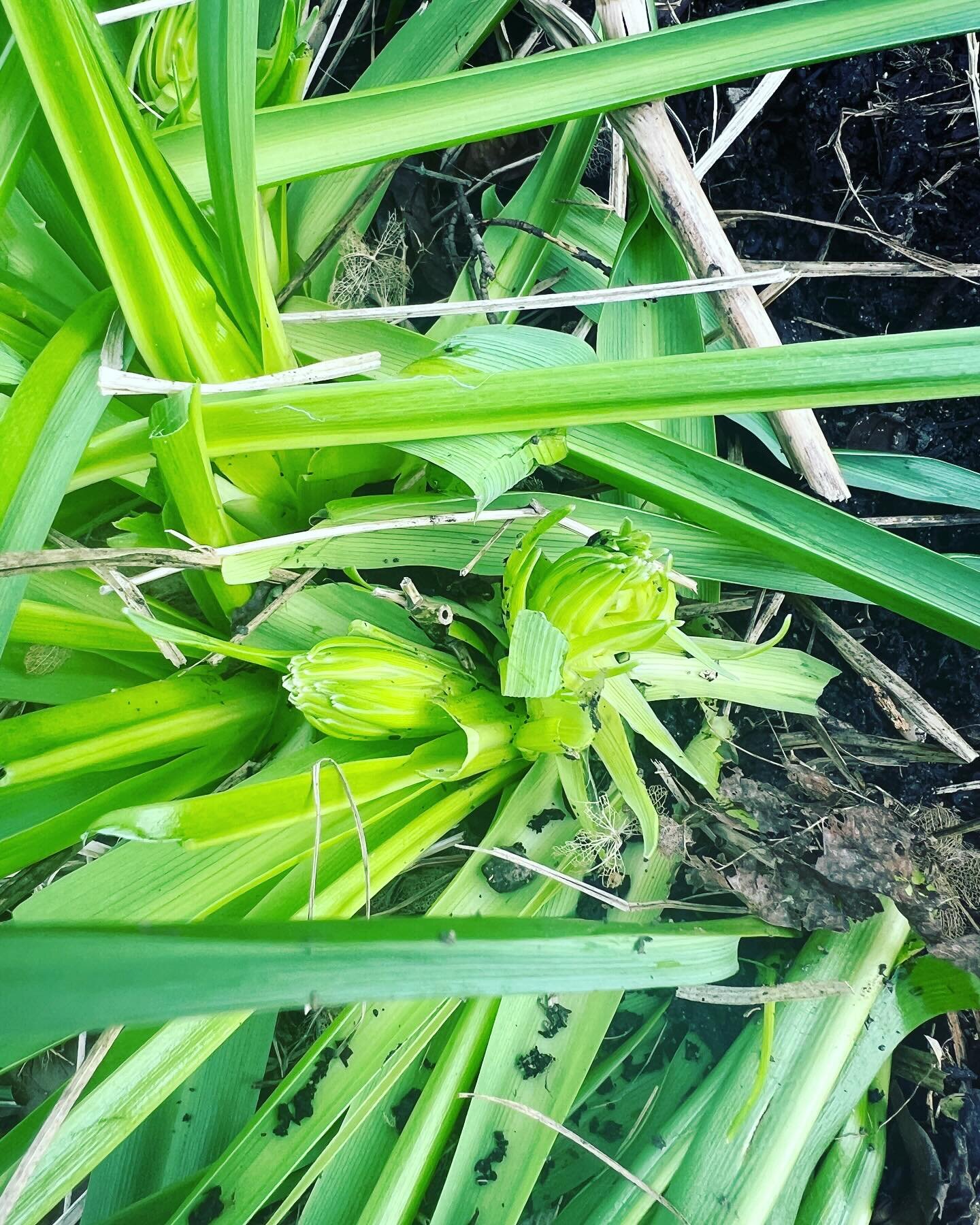 Can someone please tell these Camassia to stop growing.  It&rsquo;s march and they don&rsquo;t flower till May! 🪴🌱🌷#floweringtooearly #stopgrowing #gardener #horticulture #growyourown #planting #backyardgarden #greenthumb #gardeningtips #gardenlov