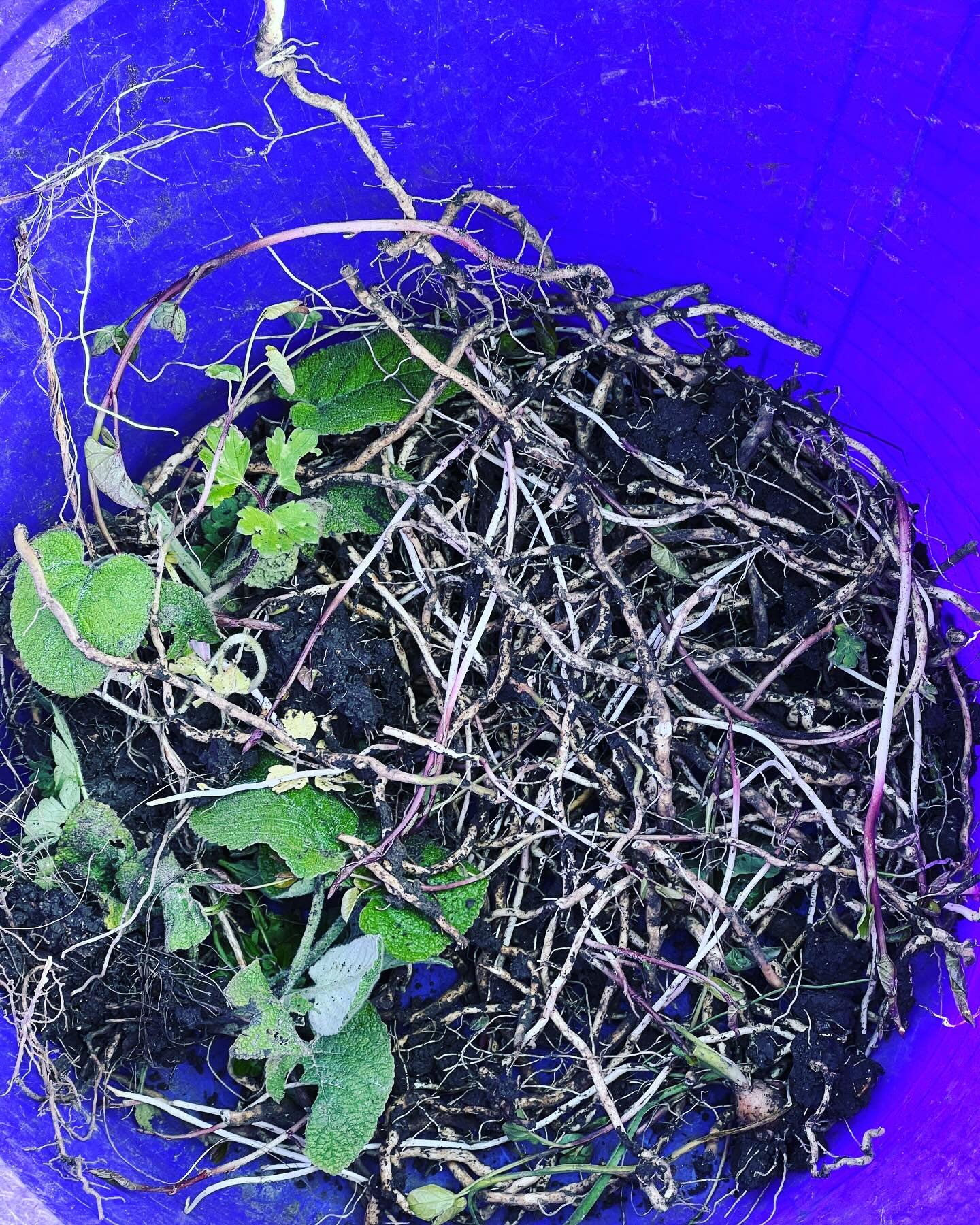 Another bucket of bindweed!  Such an annoying weed and really hard to eradicate, no amount of mulch will help either&hellip;. Best get digging #bindweed #soil #mulch #compost #pesky #perennial #gardener #gardening #horticulture