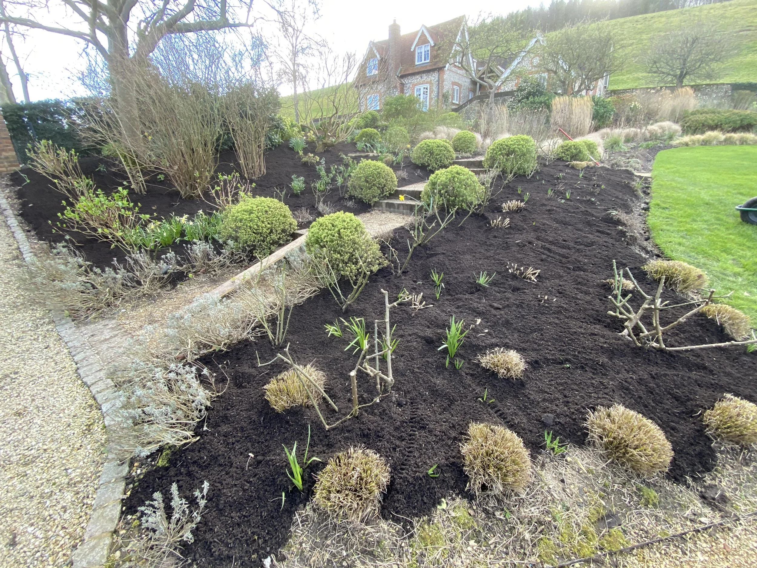 How to prune shrub roses
