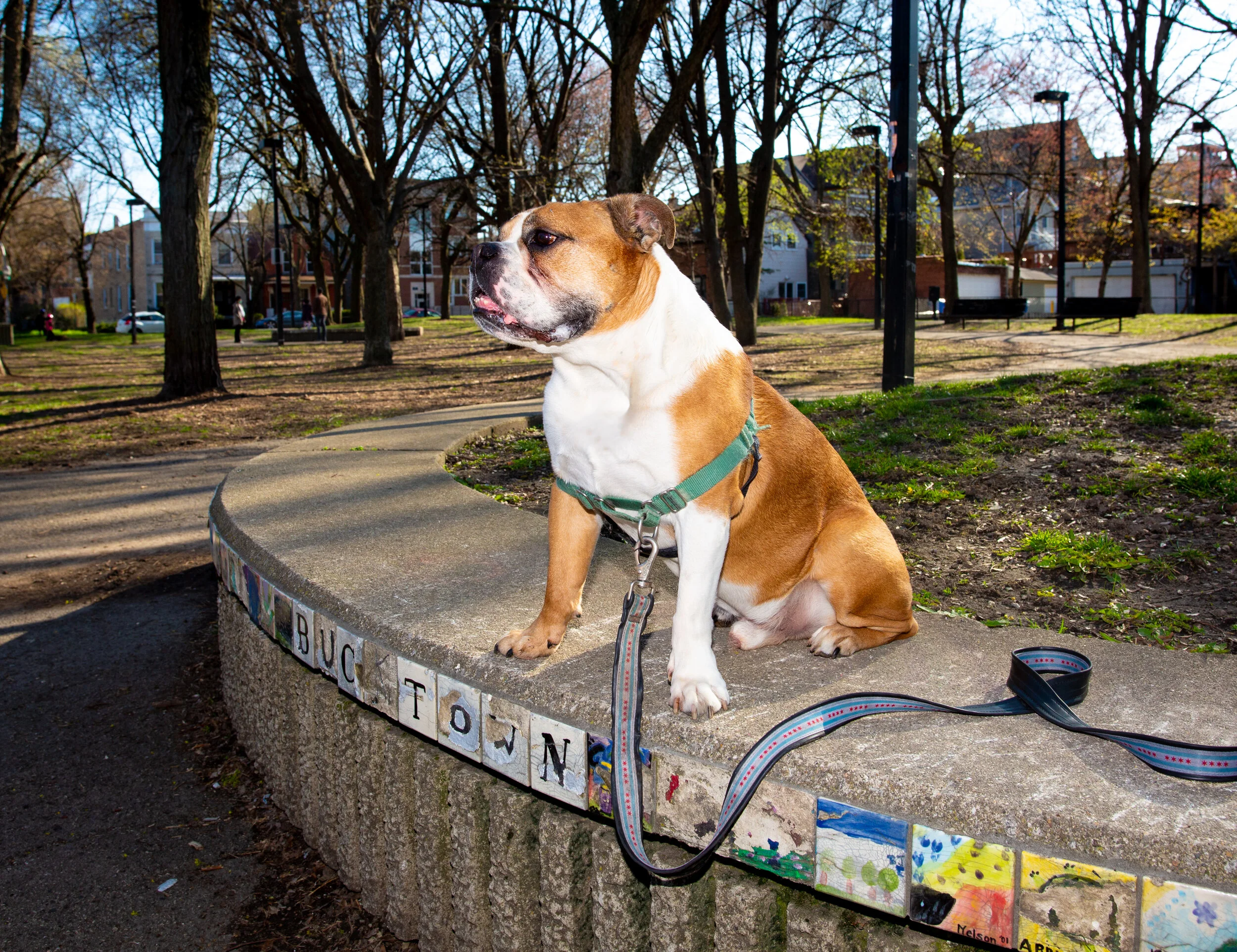 Bucktown Dog.jpg