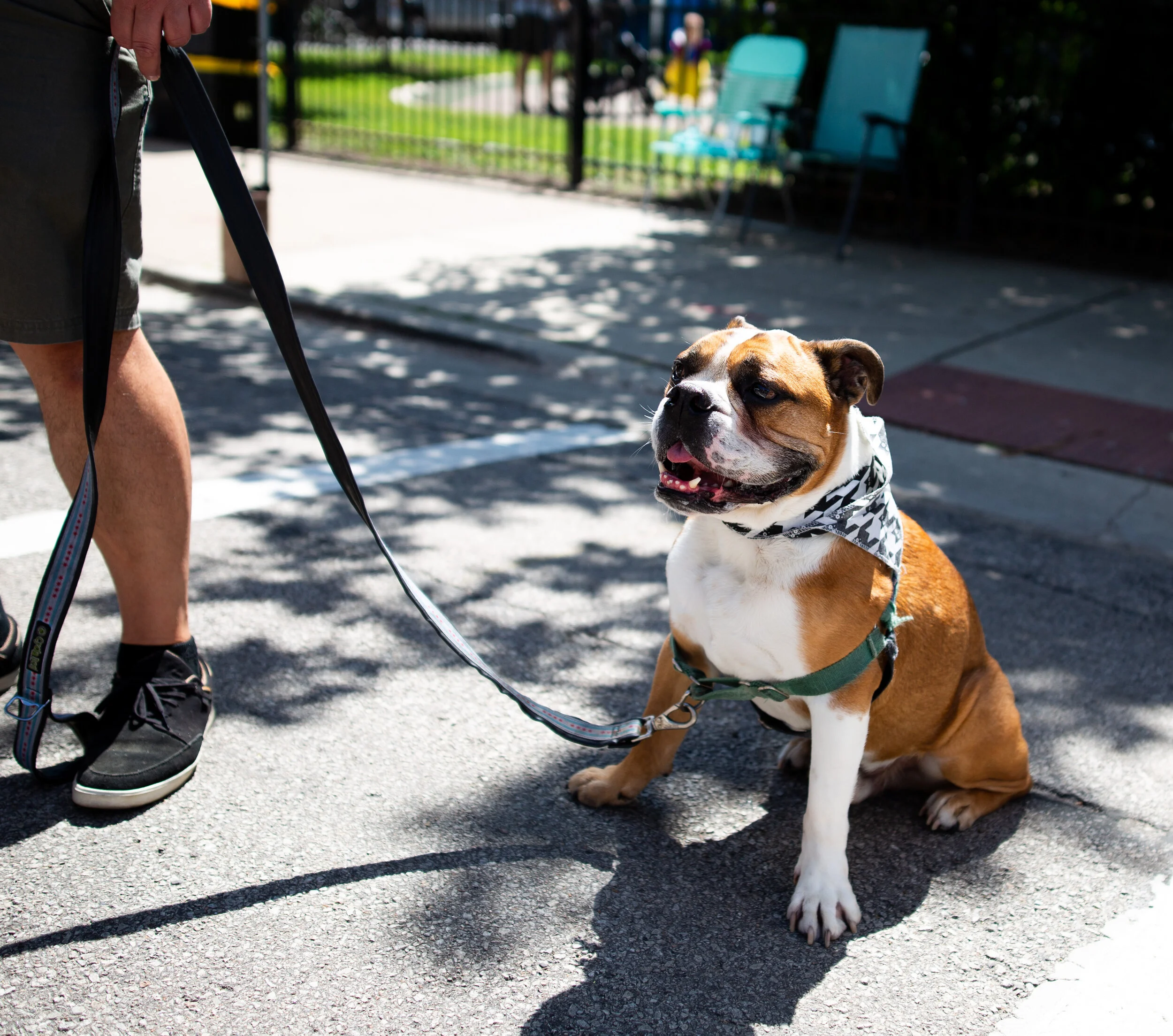 Dog Parade.jpg