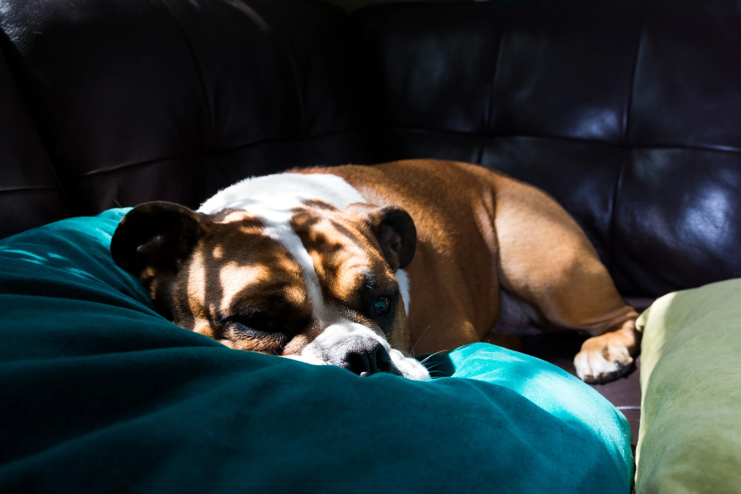 Lazy Afternoons.jpg