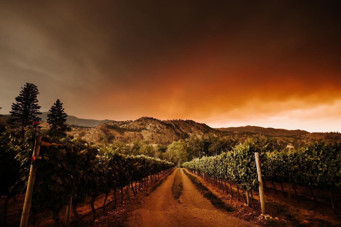 It&rsquo;s so eerie out there right now. We have smoke on three sides of Oliver and the one side is casting this crazy orange glow.  I had to take a few photos at @drinkriverstone since it provided the ideal focus for the wild backdrop of colour.