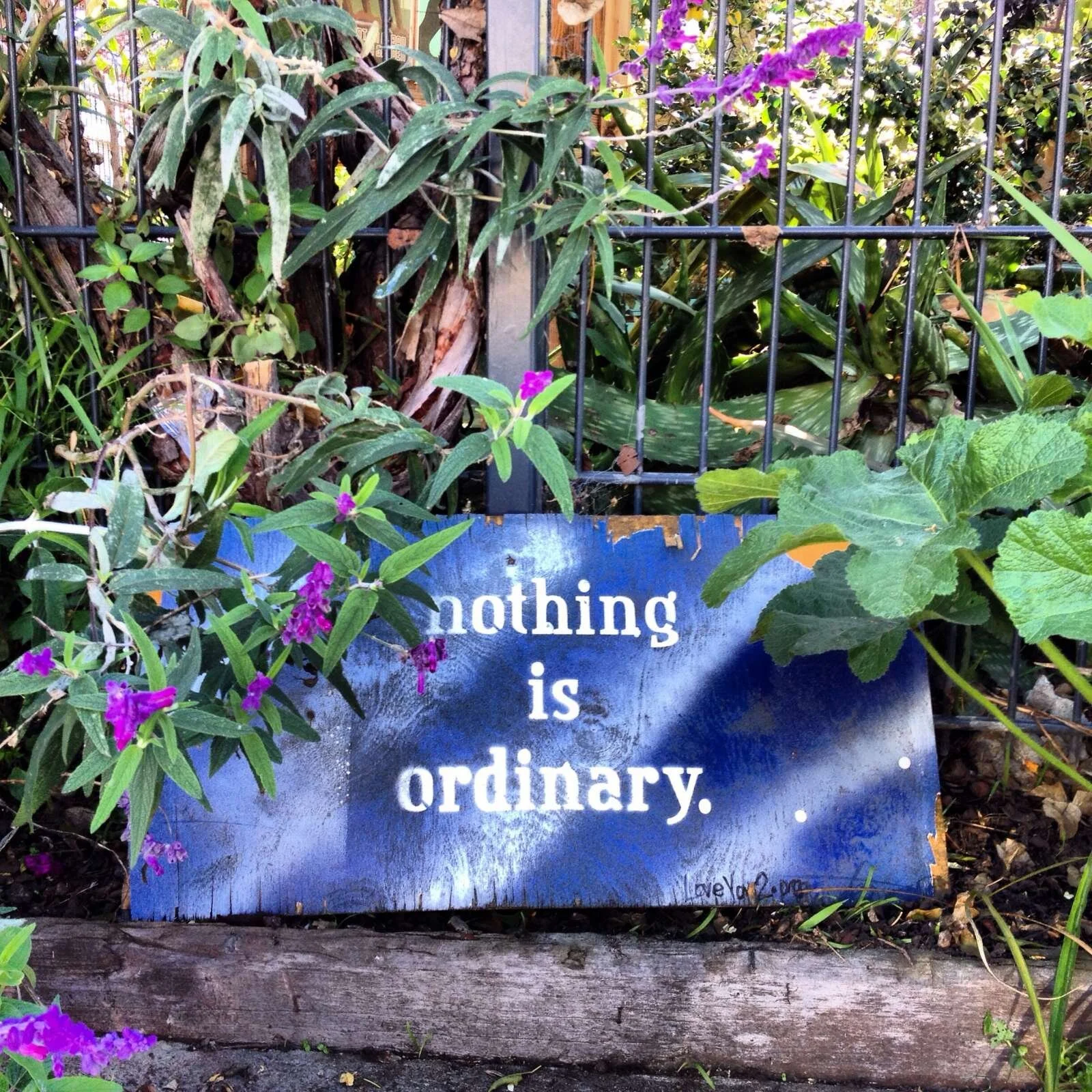 nothing is ordinary: howard @ langston