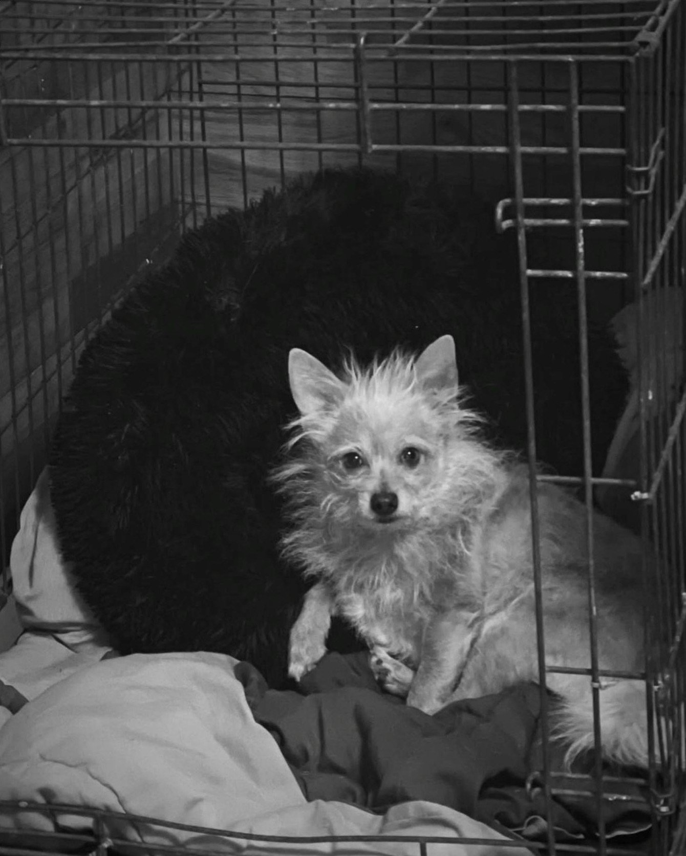 Dog with Leg Up.jpg