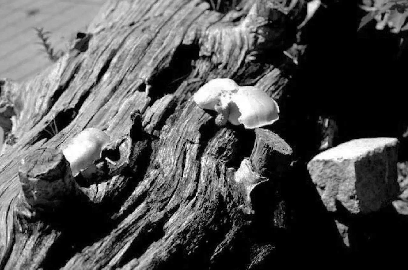Fungi.jpg