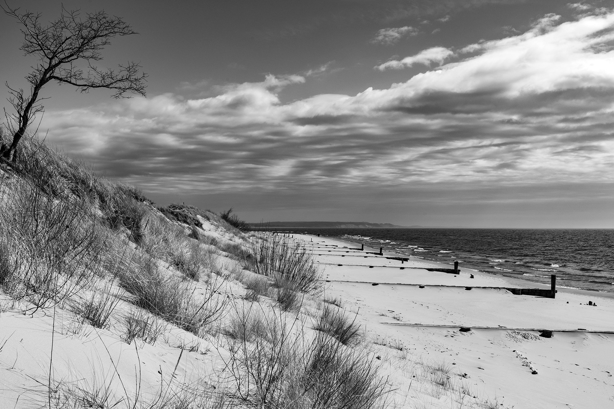 bw shoreline and tree2 s.jpg
