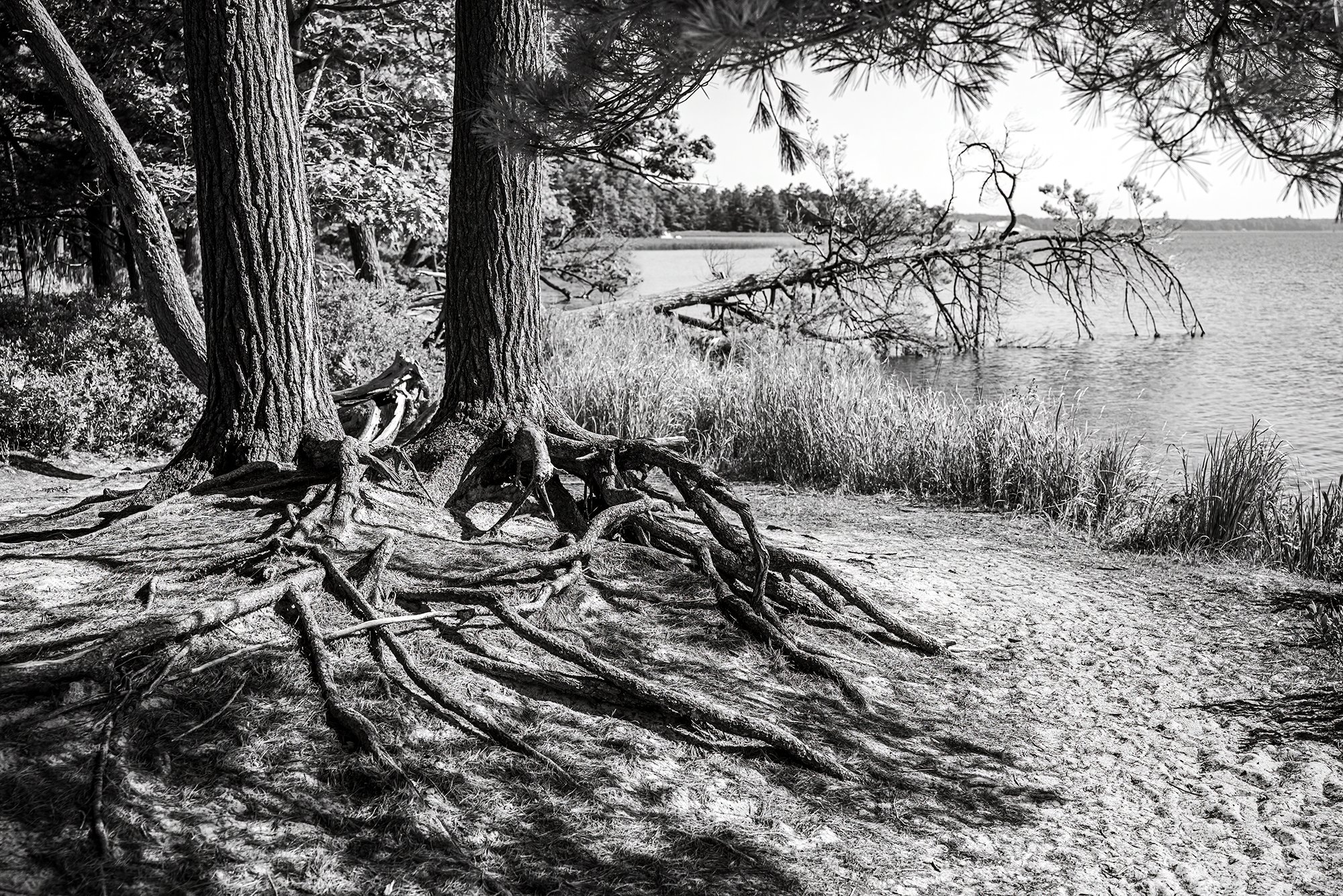 bw tree roots s.jpg