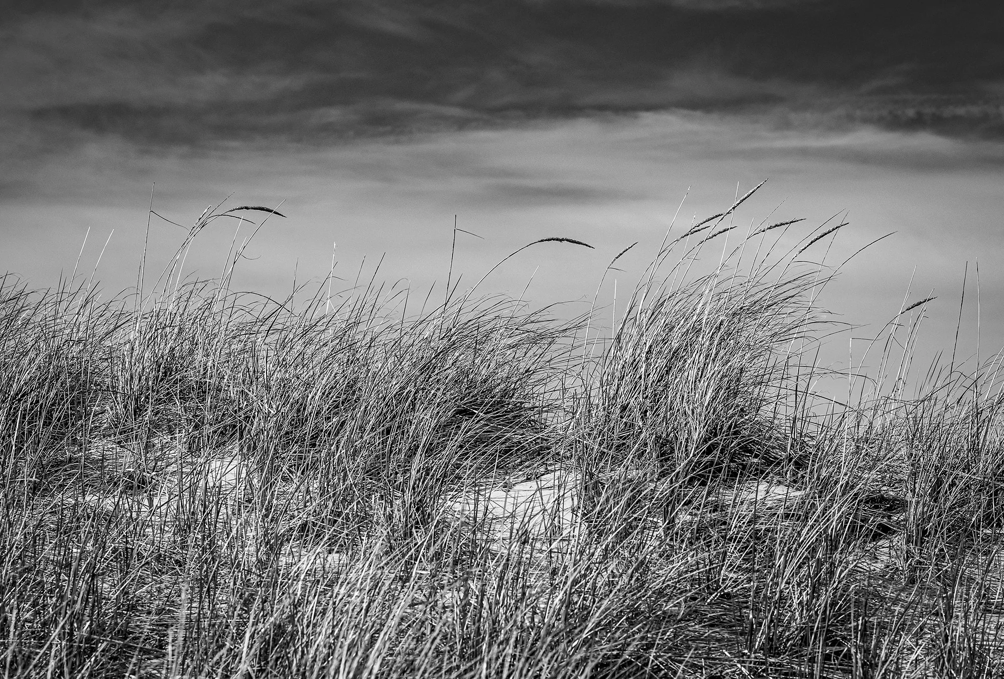 dune grass.jpg