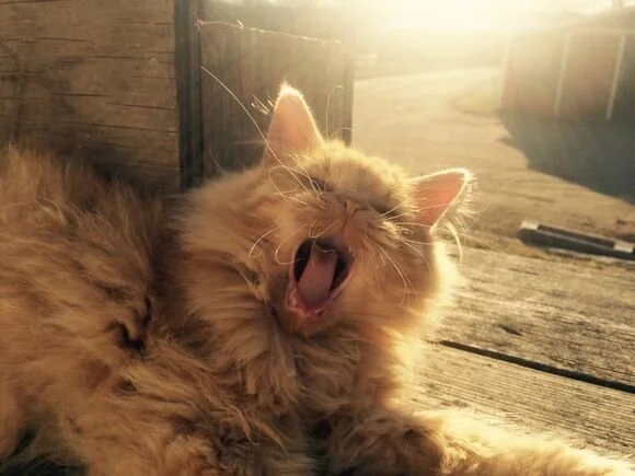 So Now I Get to Be This Kind of Mother