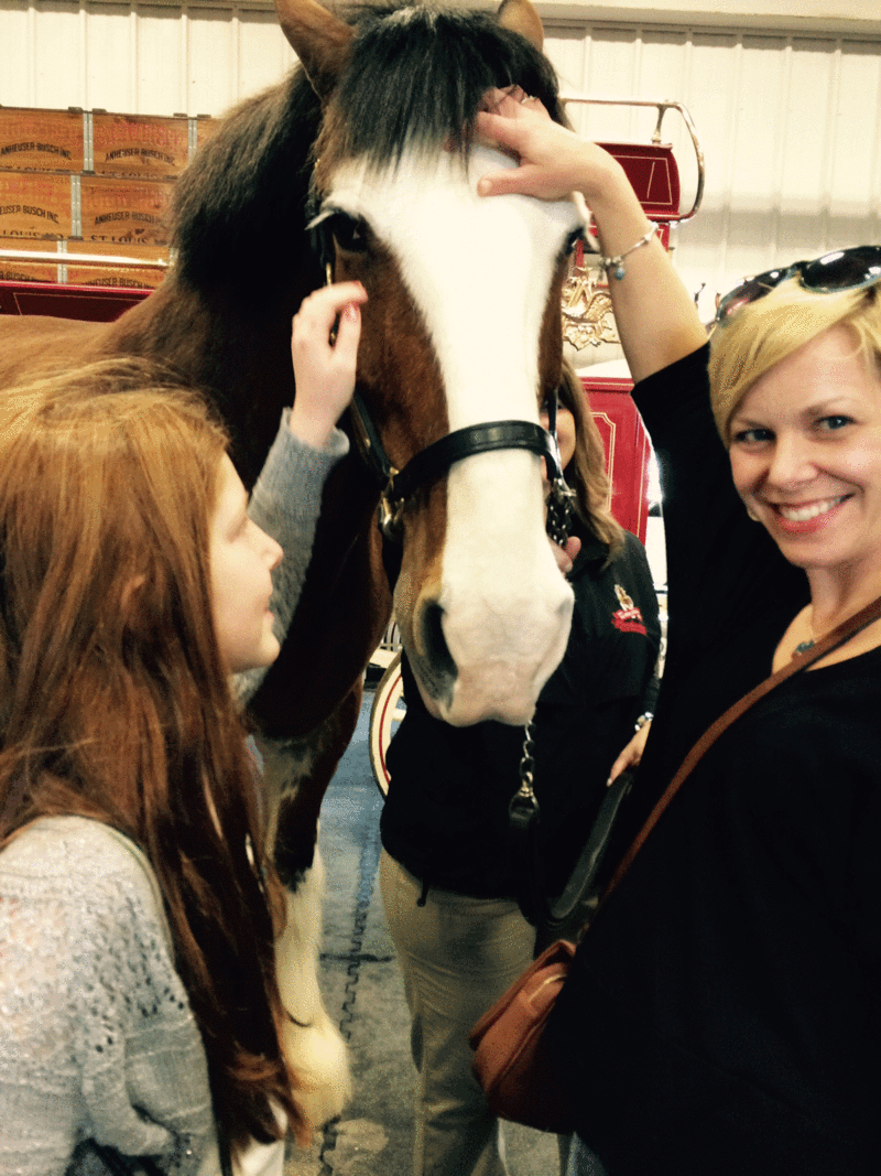 The Unbearable Cuteness of Clydesdale Foals
