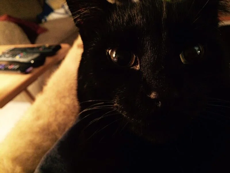 Little Black Cat Update