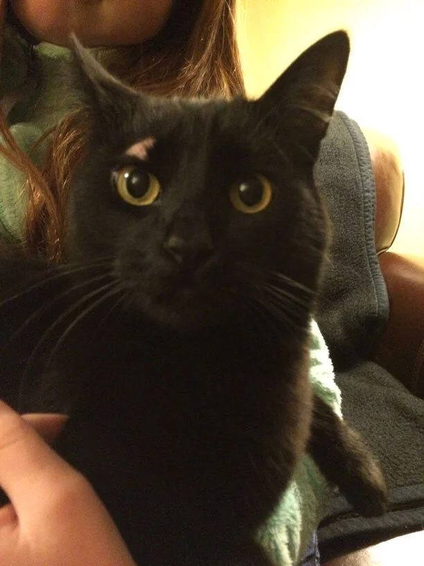 How, Cat?
