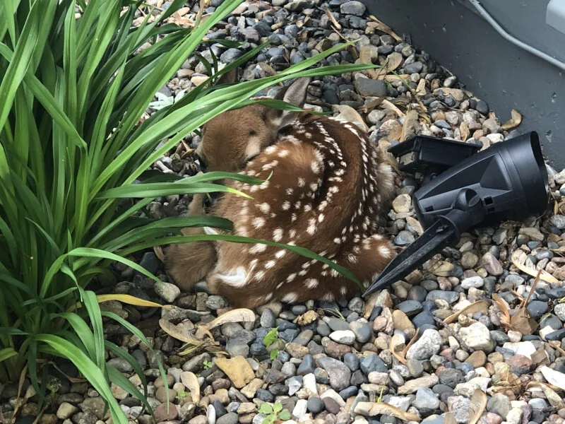 Adjusting the Rudder