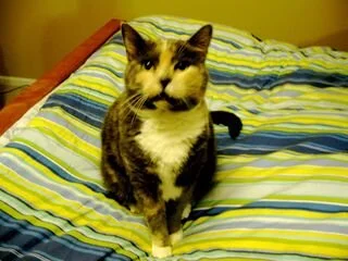A Guest Post By My Cat